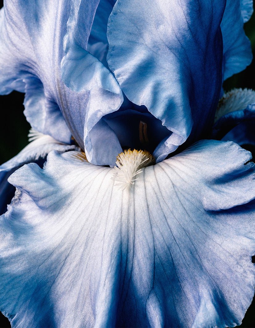 "Blue Iris" - Reusable Peel-and-Stick Poster - Pasquín