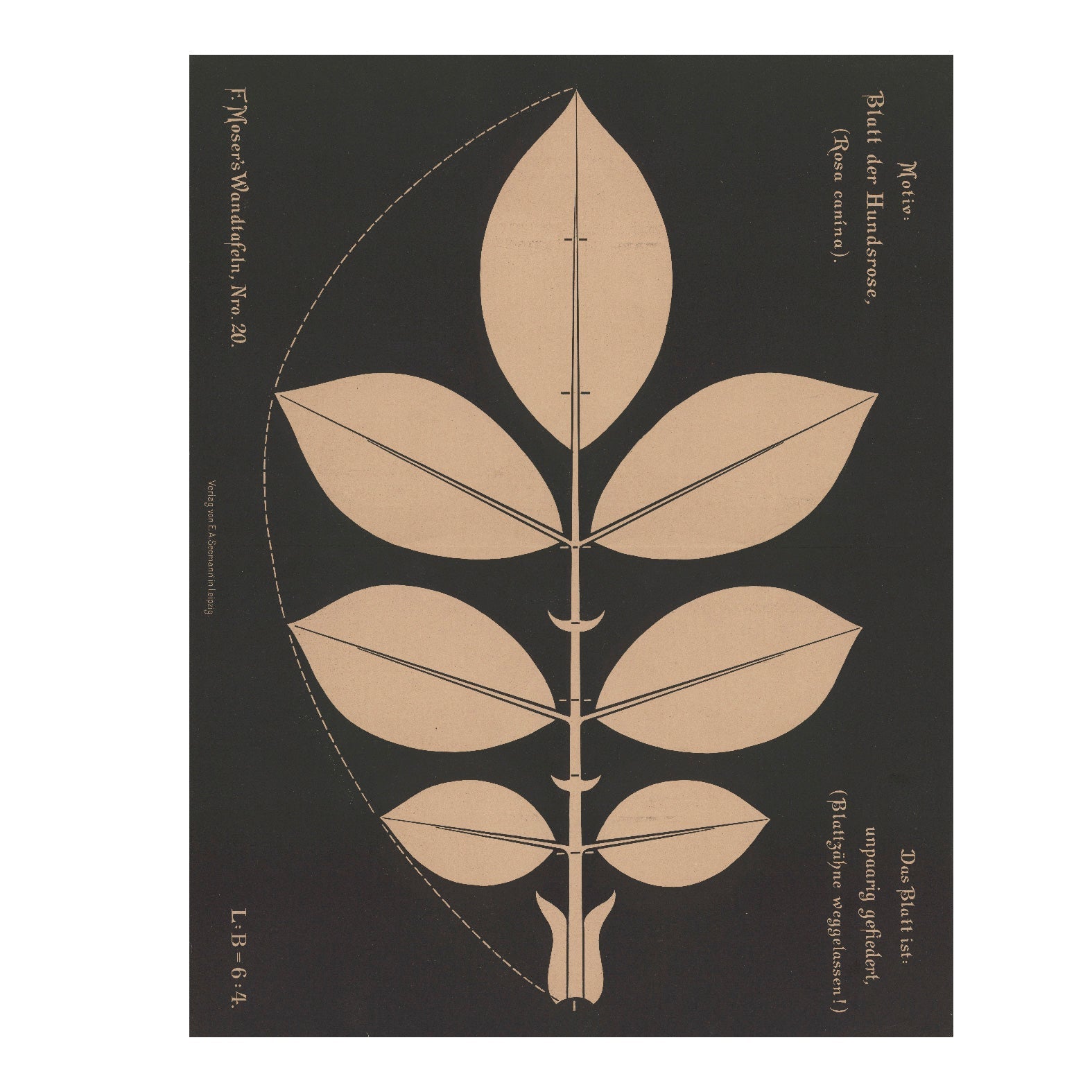 Decorative "Blatt der Hundsrose (Rosa canina) (1892)" by Ferdinand Moser Poster | High - Quality Print | Repositionable Adhesive - Pasquín