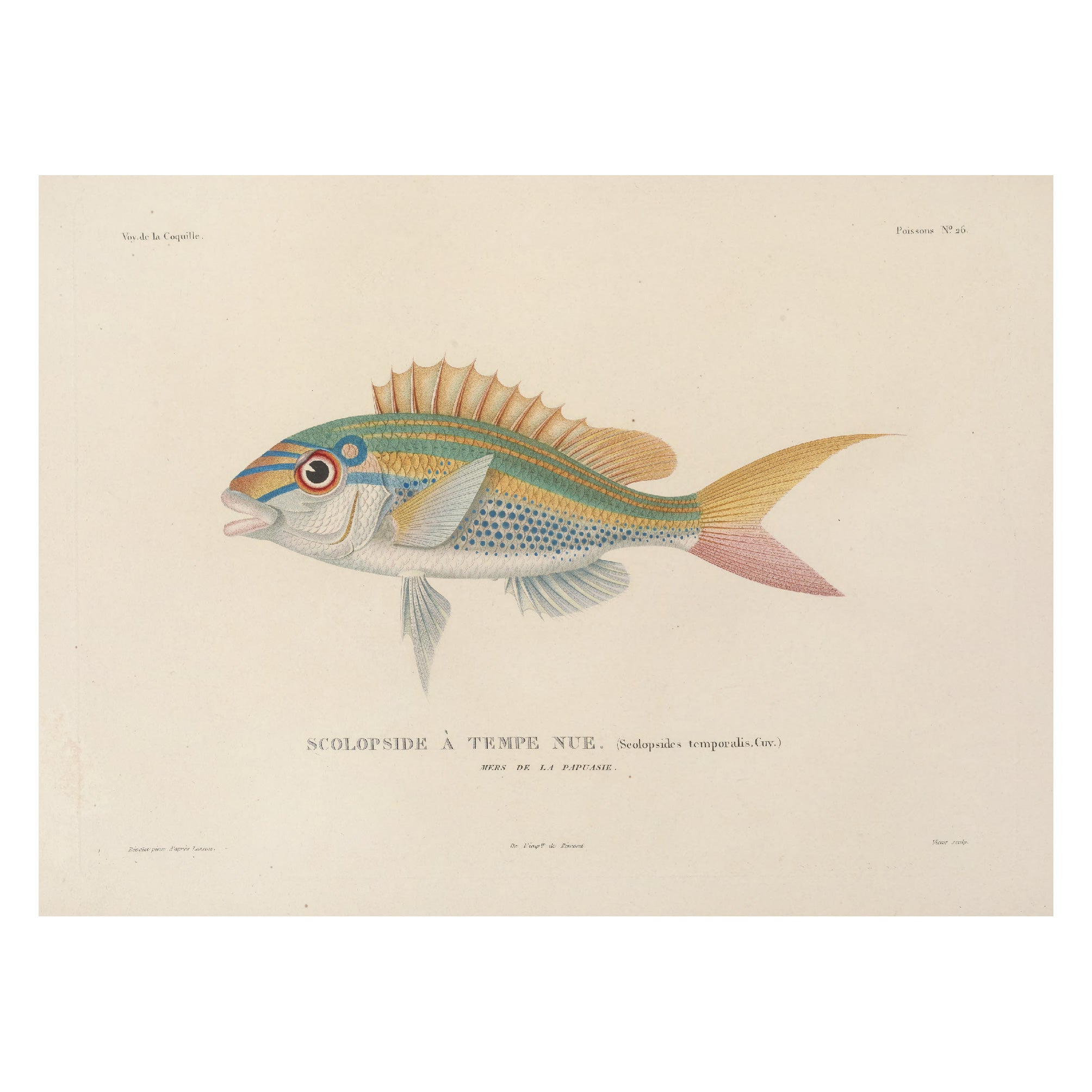 Decorative "Colored Fish" by Voyage de la Coquille Poster | High - Quality Print | Repositionable Adhesive - Pasquín Store
