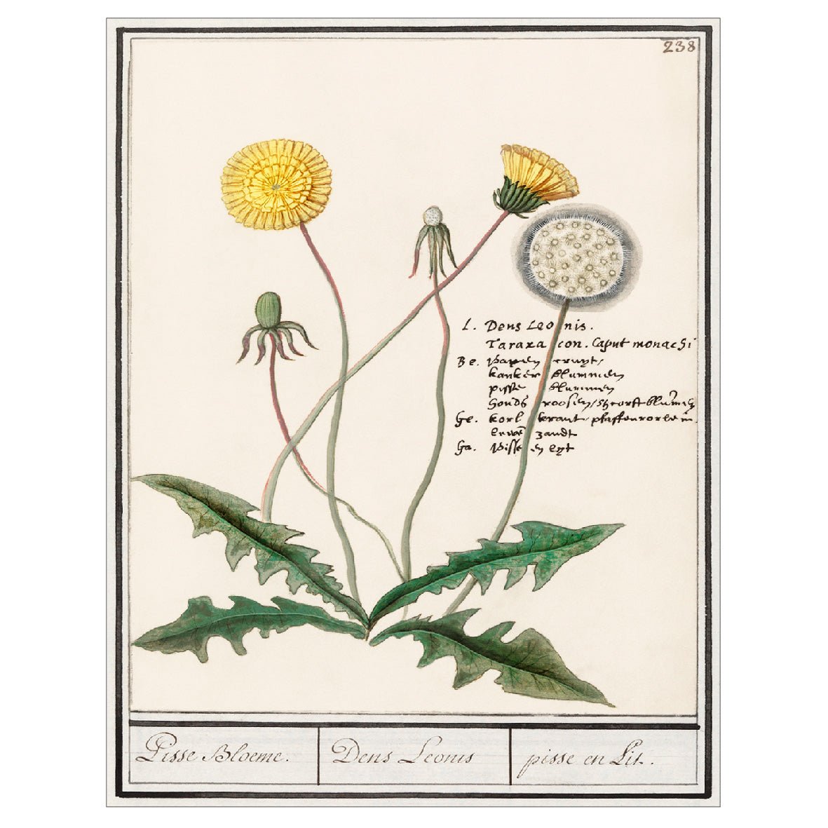 Decorative "Dandelion (1596–1610)" by Anselmus Boëtius de Boodt Poster | High - Quality Print | Repositionable Adhesive - Pasquín