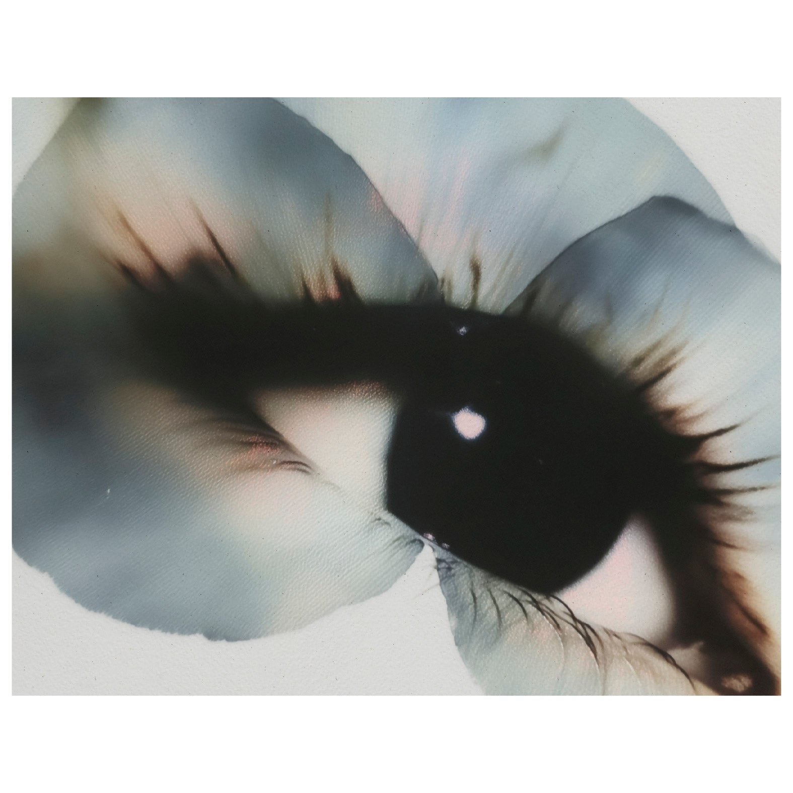 Decorative "Floral Glance" Poster | High - Quality Print | Repositionable Adhesive - Pasquín