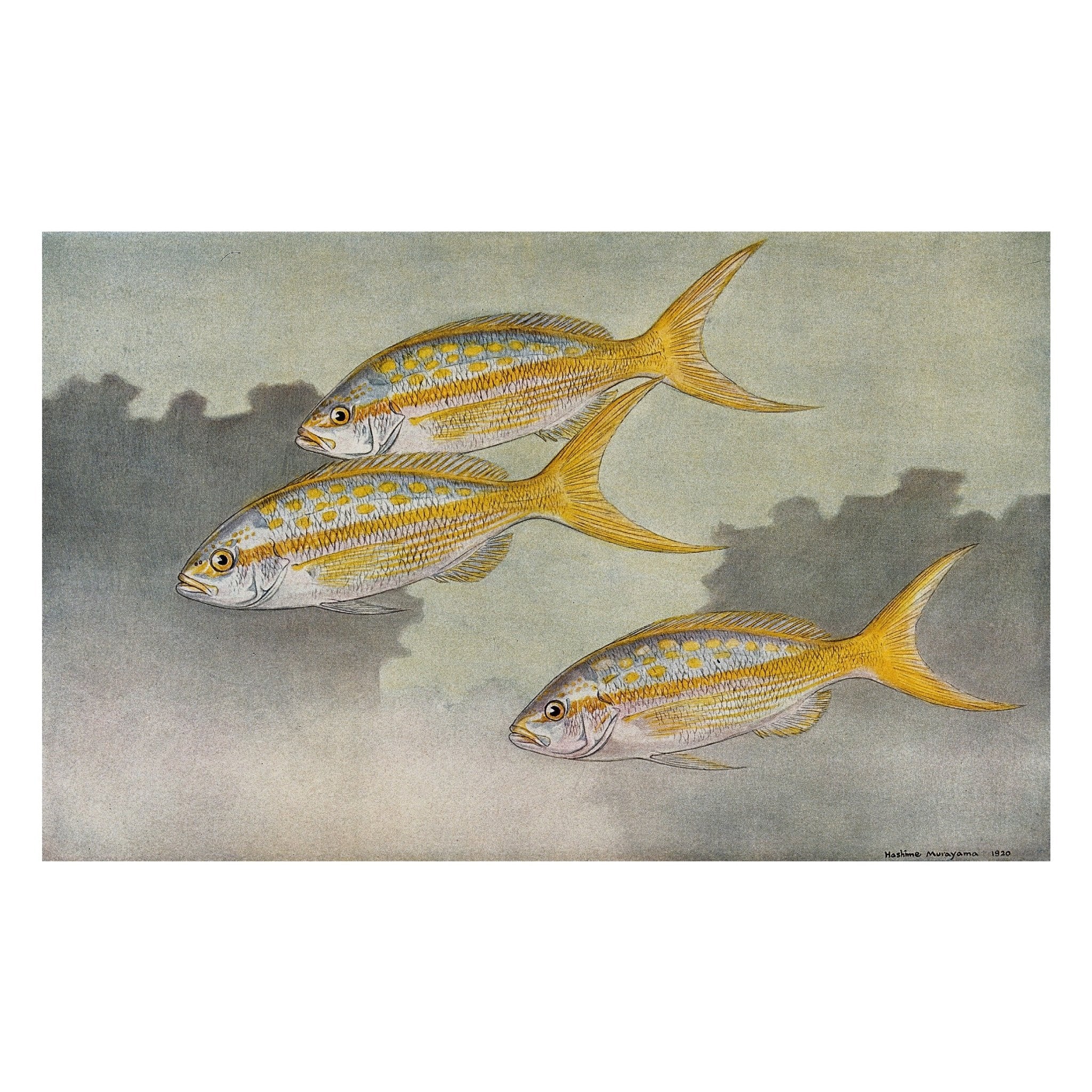 Decorative "Three yellow tail fish swimming in the sea" by Hashime Murayama Poster | High - Quality Print | Repositionable Adhesive - Pasquín
