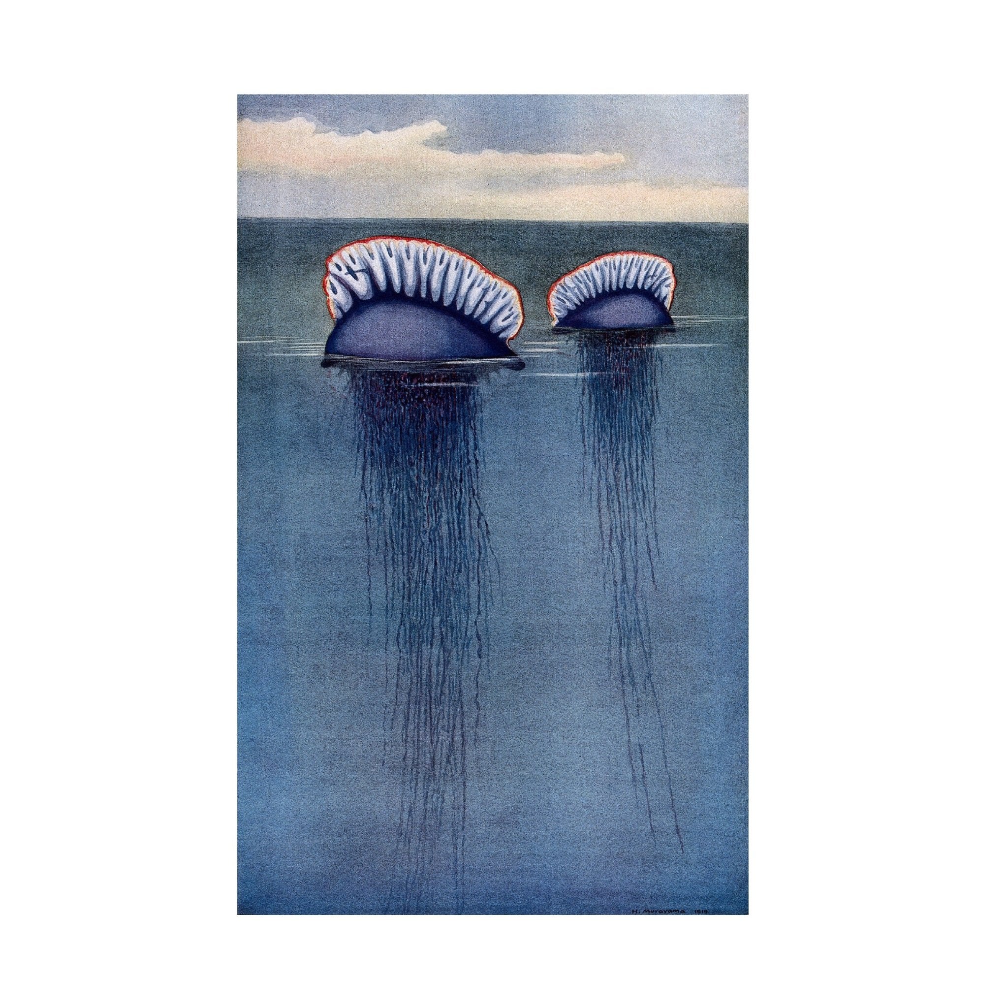 Decorative "Two Portuguese jellyfish drifting half - submerged in the sea" by Hashime Murayama Poster | High - Quality Print | Repositionable Adhesive - Pasquín