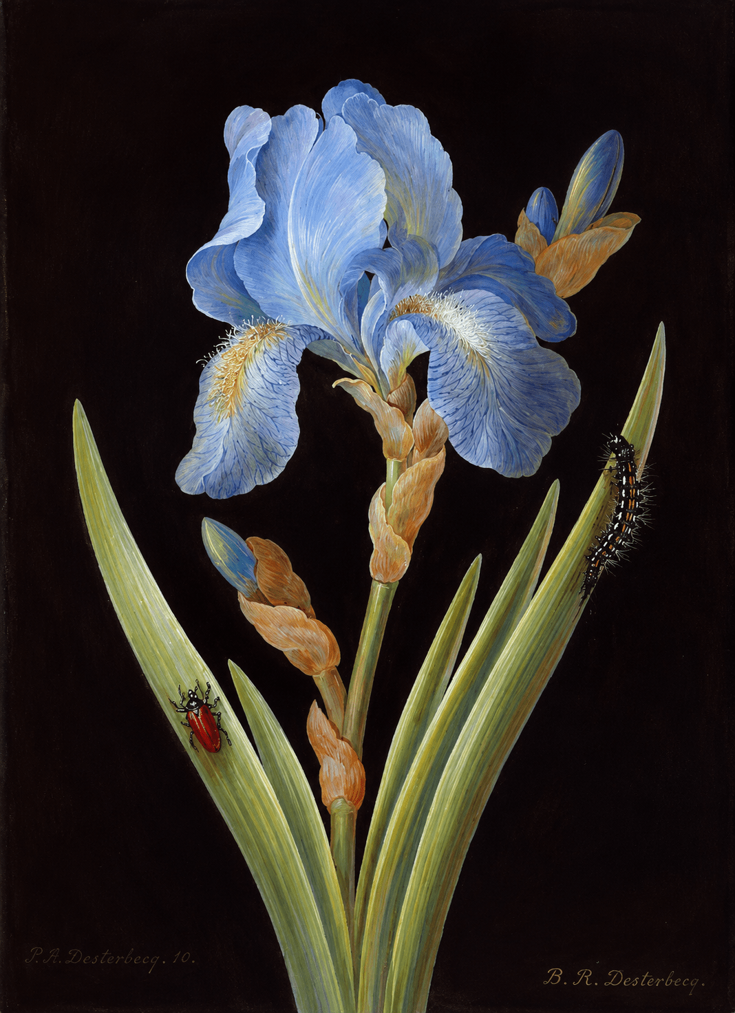 "German Iris with Caterpillar and Beetle" by Barbara Regina Dietzsch - Reusable Peel-and-Stick Poster - Pasquín