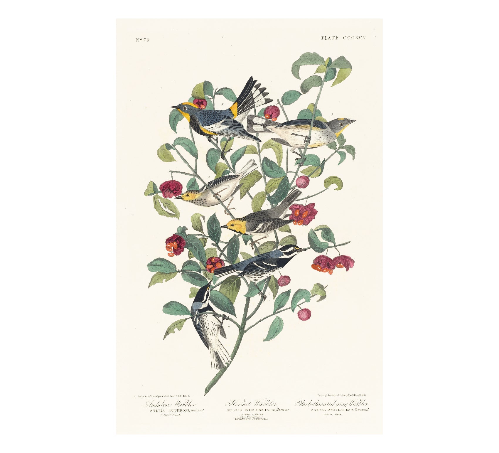 Audubon's Warbler Art Poster - Repositionable and Eco - Friendly - Pasquín Store