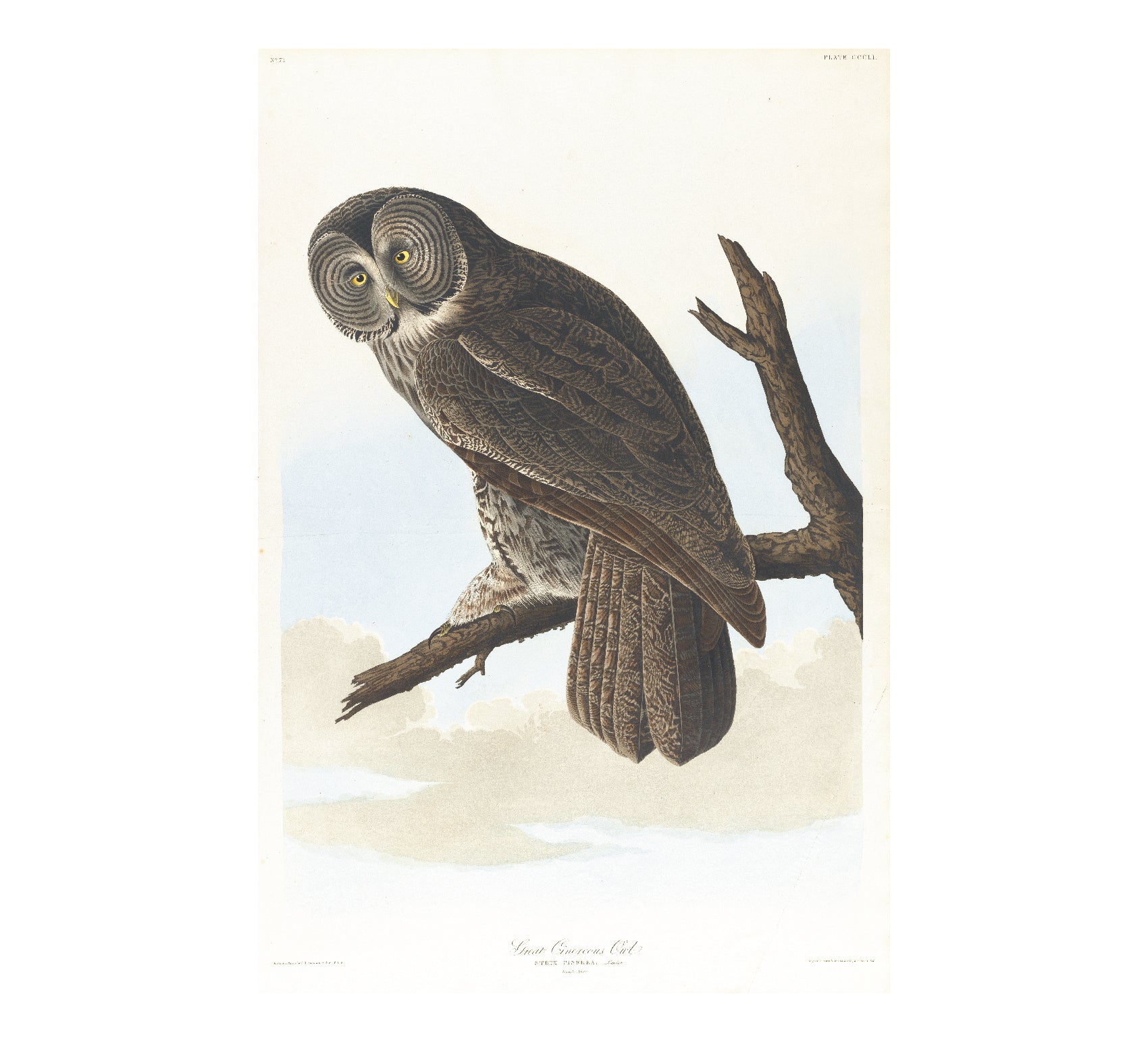Custom Adhesive Art Poster: Great Cinereous Owl by John James Audubon - Pasquín Store