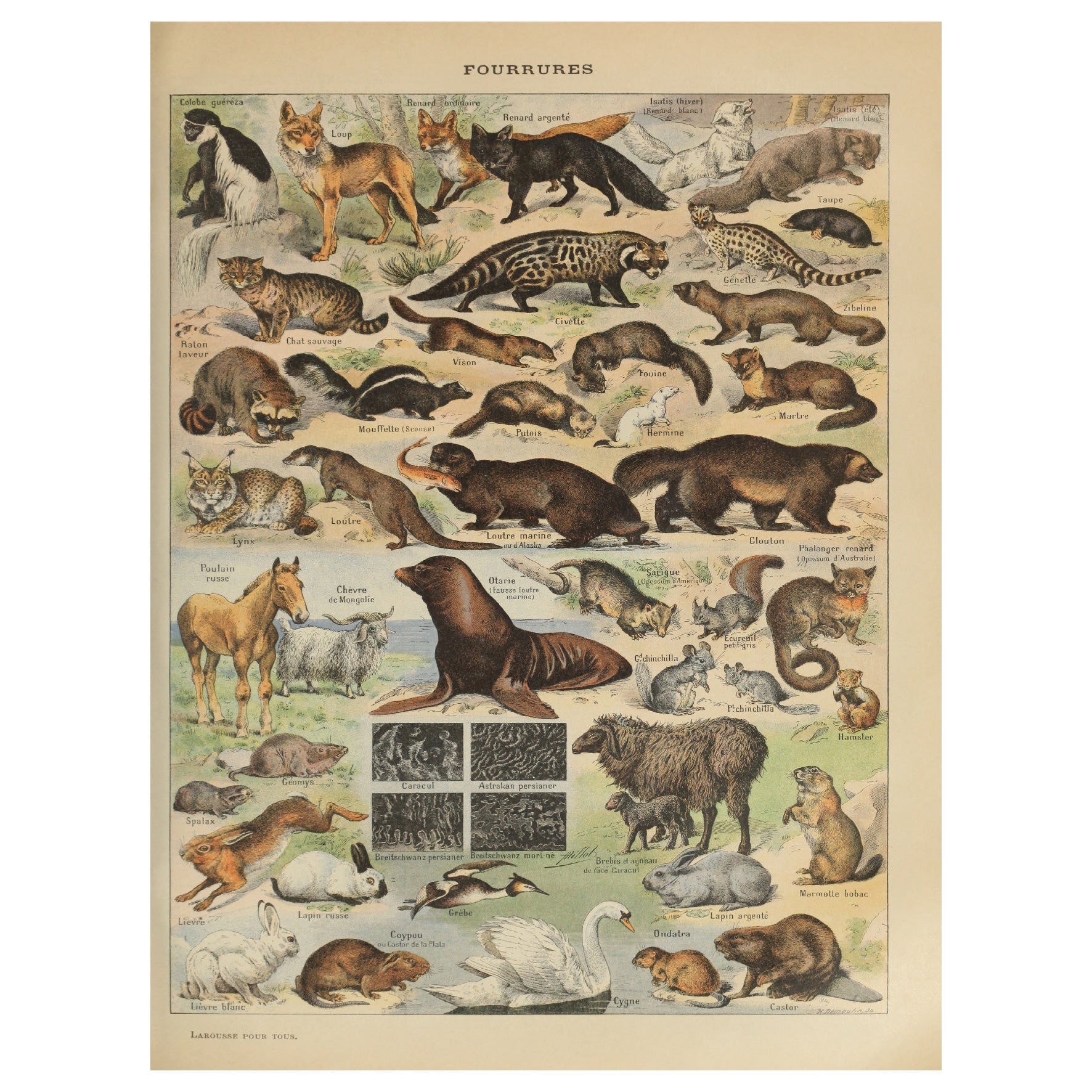 Decorative "Animals with Fur" by Larousse Poster | High - Quality Print | Repositionable Adhesive - Pasquín