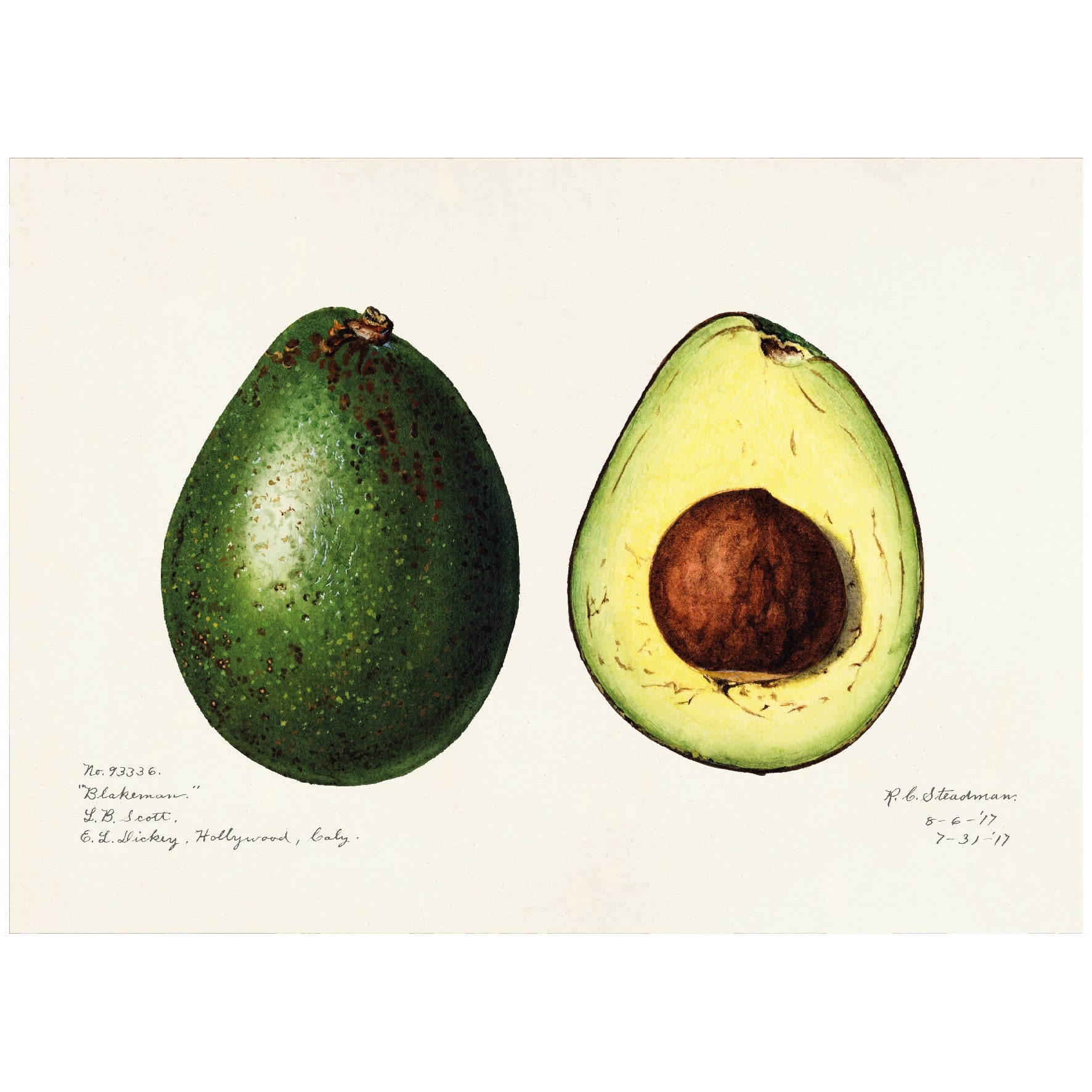 Decorative "Blakeman Avocado" by R. C. Steadman Poster | High - Quality Print | Repositionable Adhesive - Pasquín