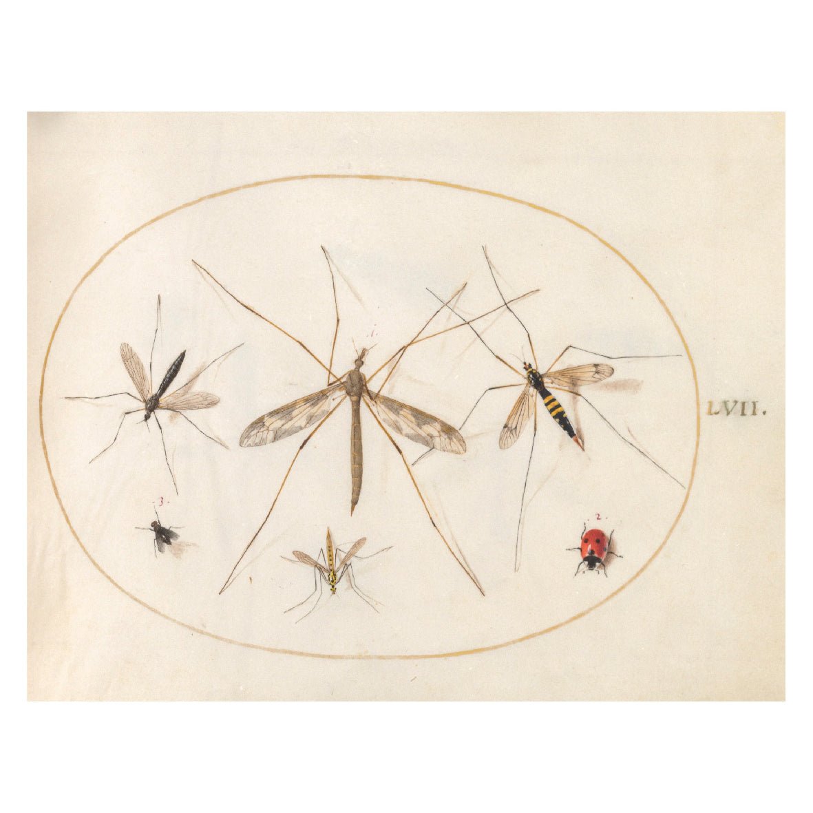 Decorative "Colección: Insectilia (1580)" por Joris Hoefnagel Poster | High - Quality Print | Repositionable Adhesive - Pasquín