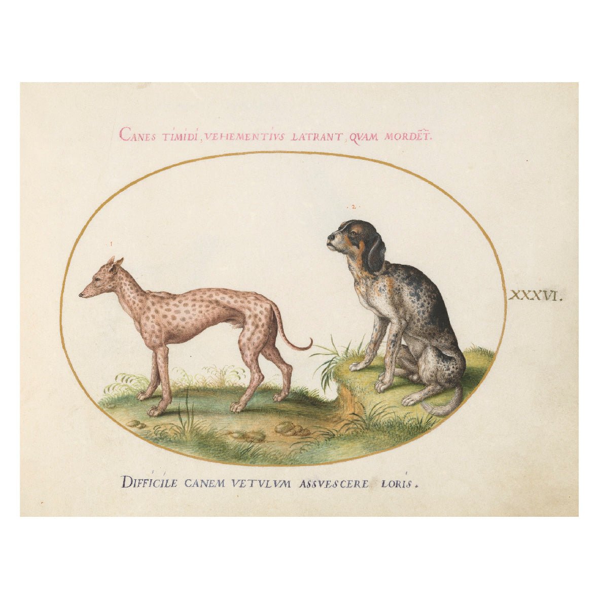 Decorative "Collection: Animalia Qvadrvpedia et Reptilia (1580)" by Joris Hoefnagel Poster | High - Quality Print | Repositionable Adhesive - Pasquín