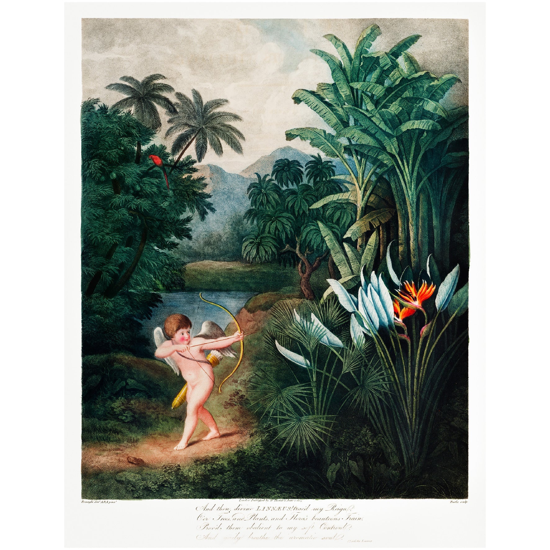 Decorative "Cupid" by Robert John Thornton | High - Quality Print | Repositionable Adhesive - Pasquín