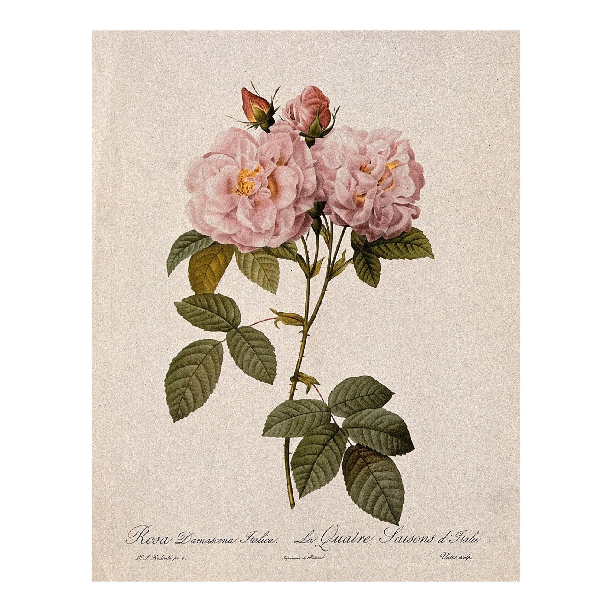 Decorative "Damask Rose" Poster | High - Quality Print | Repositionable Adhesive - Pasquín