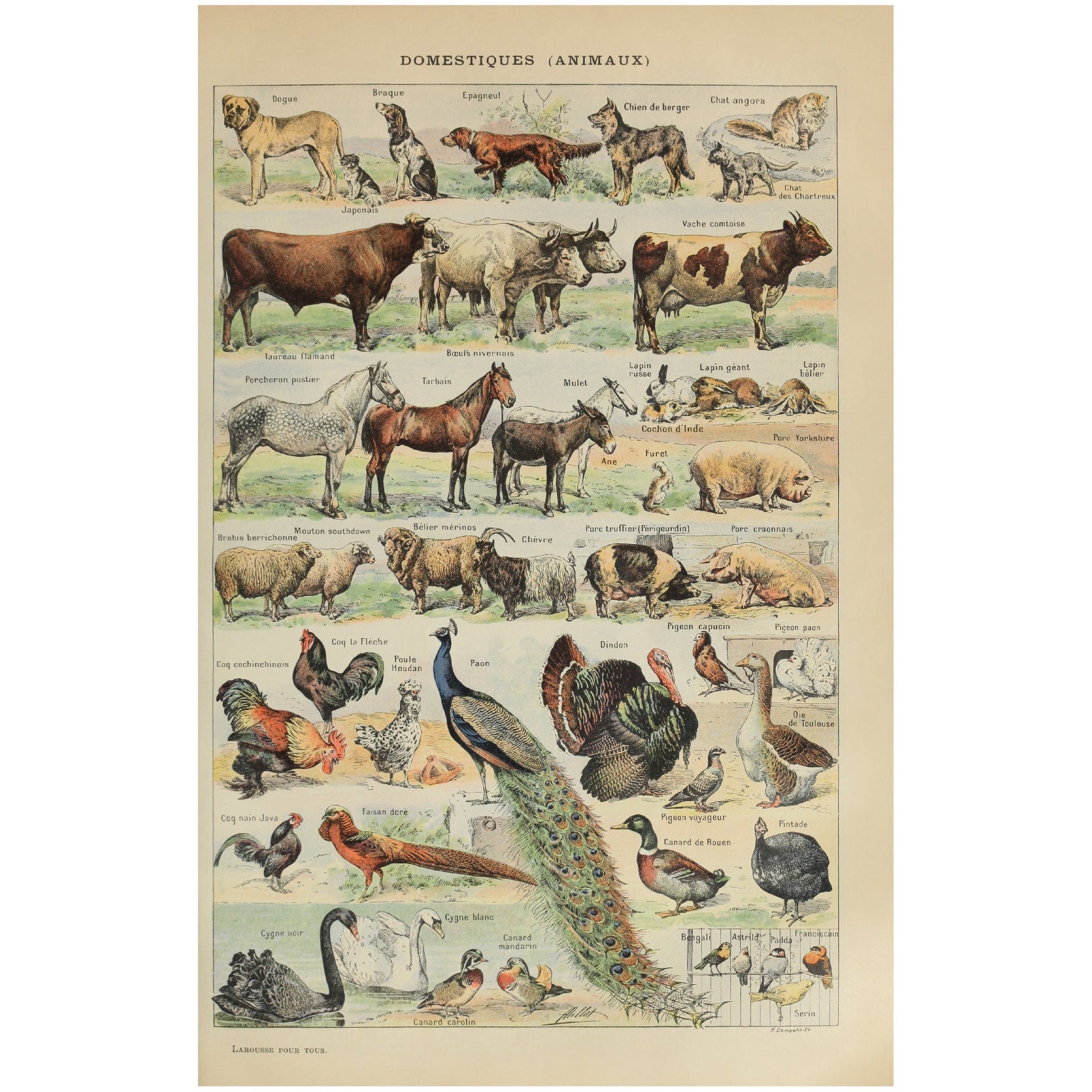 Decorative "Domestiques Animaux" by Larousse Poster | High - Quality Print | Repositionable Adhesive - Pasquín