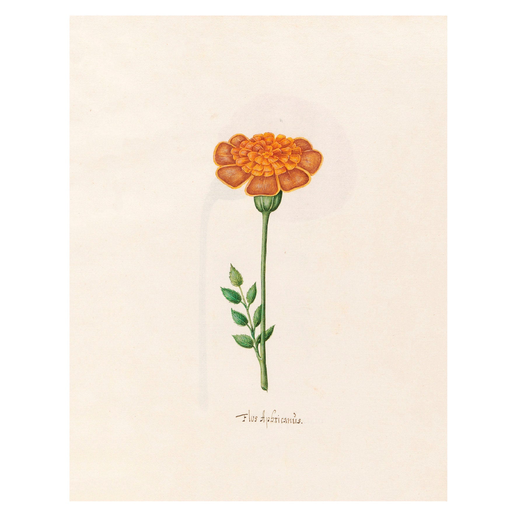 Decorative "Flos Aphricanüs Orange (1692)" by Magdelena Rosina Funck Poster | High - Quality Print | Repositionable Adhesive - Pasquín