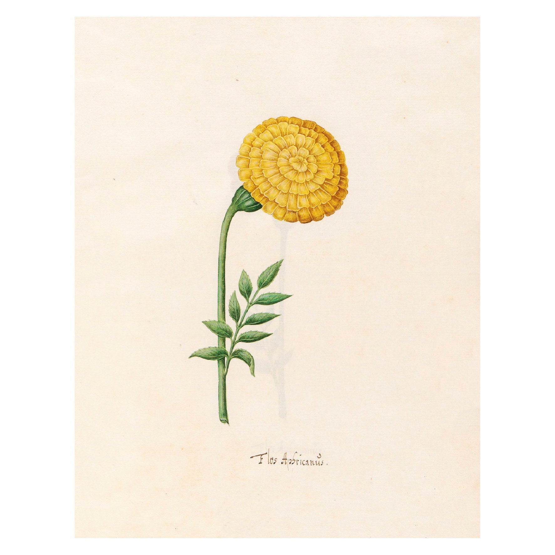 Decorative "Flos Aphricanüs Yellow (1692)" by Magdelena Rosina Funck Poster | High - Quality Print | Repositionable Adhesive - Pasquín