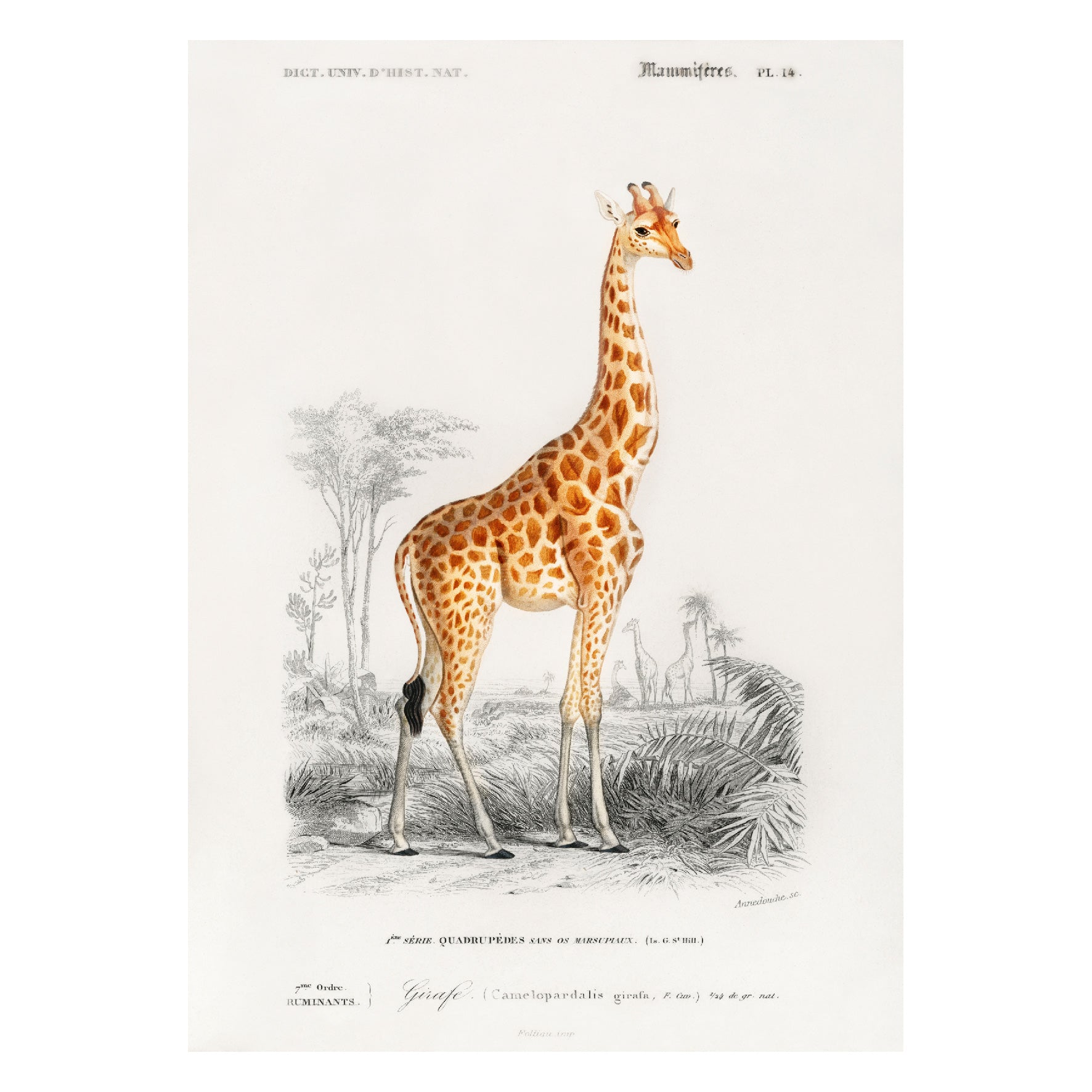 Decorative "Giraffe" (1892) by C. D. D' Orbigny Poster | High - Quality Print | Repositionable Adhesive - Pasquín