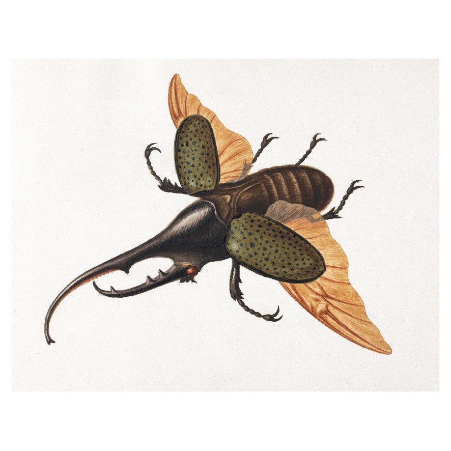 Decorative "Hercules Beetle (1758)" by George Edwards Poster | High - Quality Print | Repositionable Adhesive - Pasquín