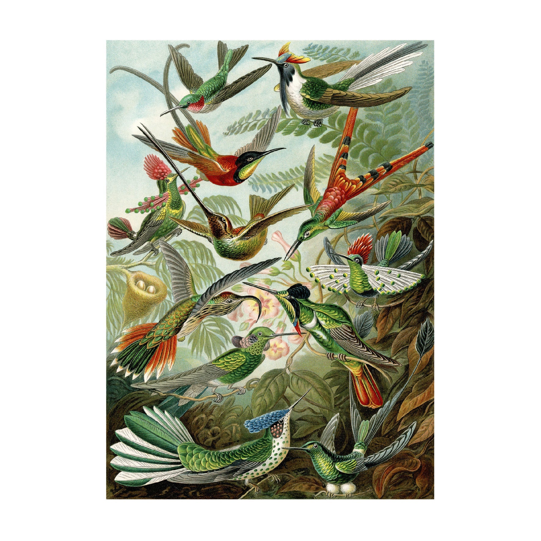 Decorative "Hummingbirds" by Ernst Haeckel Poster | High - Quality Print | Repositionable Adhesive - Pasquín Store