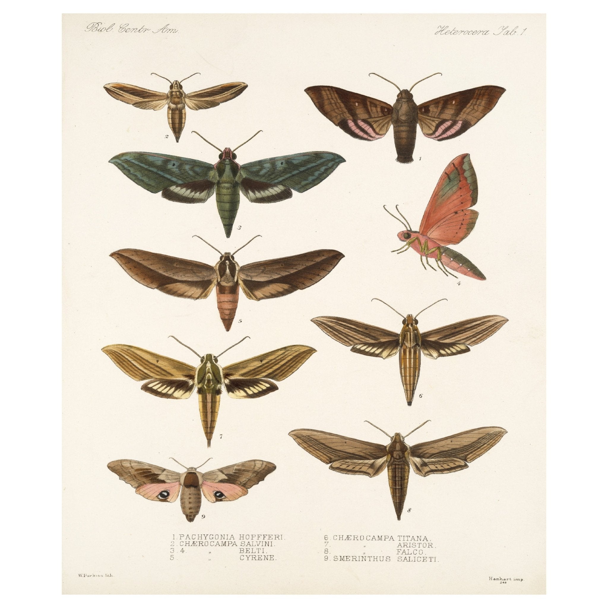 Decorative "Insecta Lepidoptera - Heterocera 01" by Frederick DuCane Godman Poster | High - Quality Print | Repositionable Adhesive - Pasquín