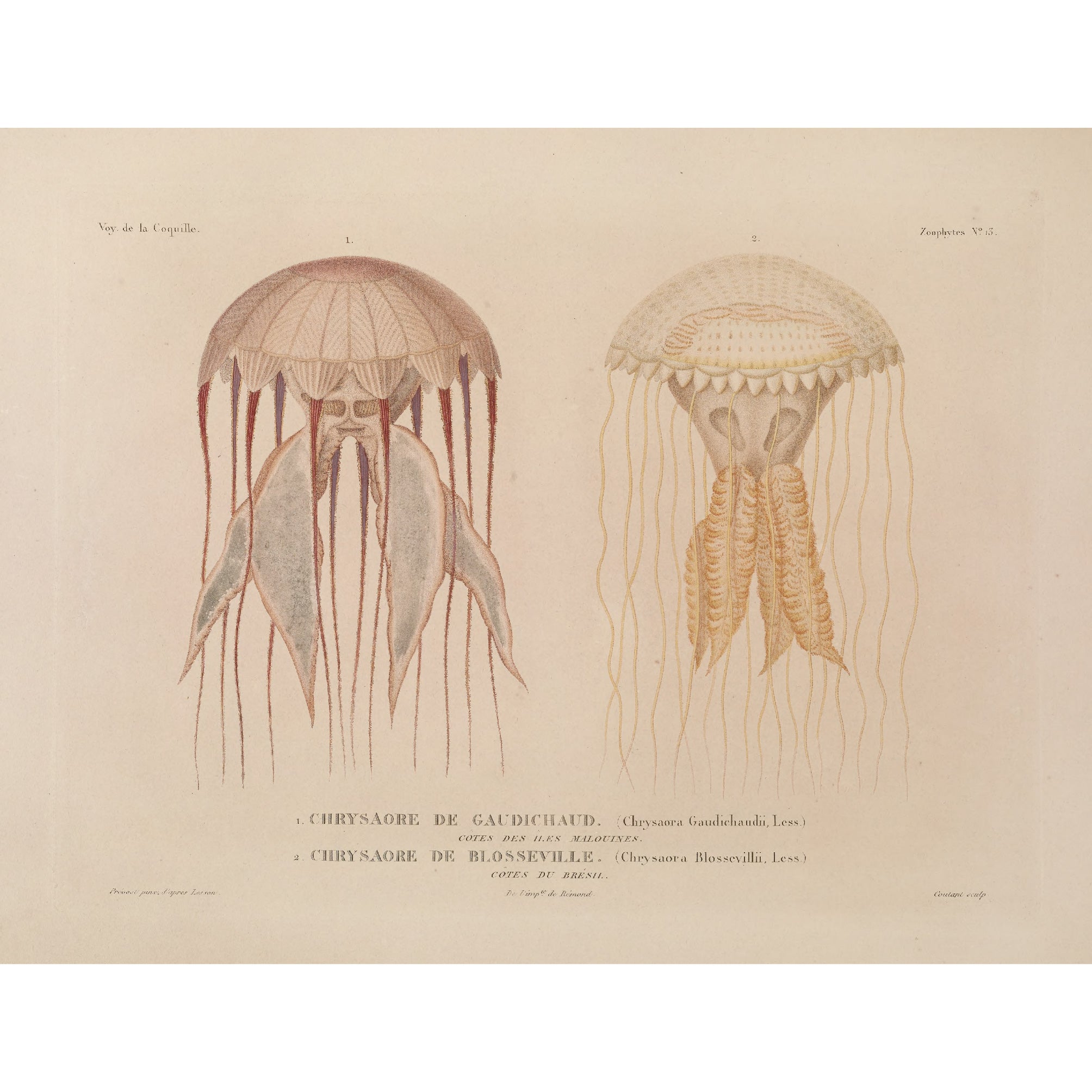 Decorative "Jellyfish" by Voyage de la Coquille Poster | High - Quality Print | Repositionable Adhesive - Pasquín Store