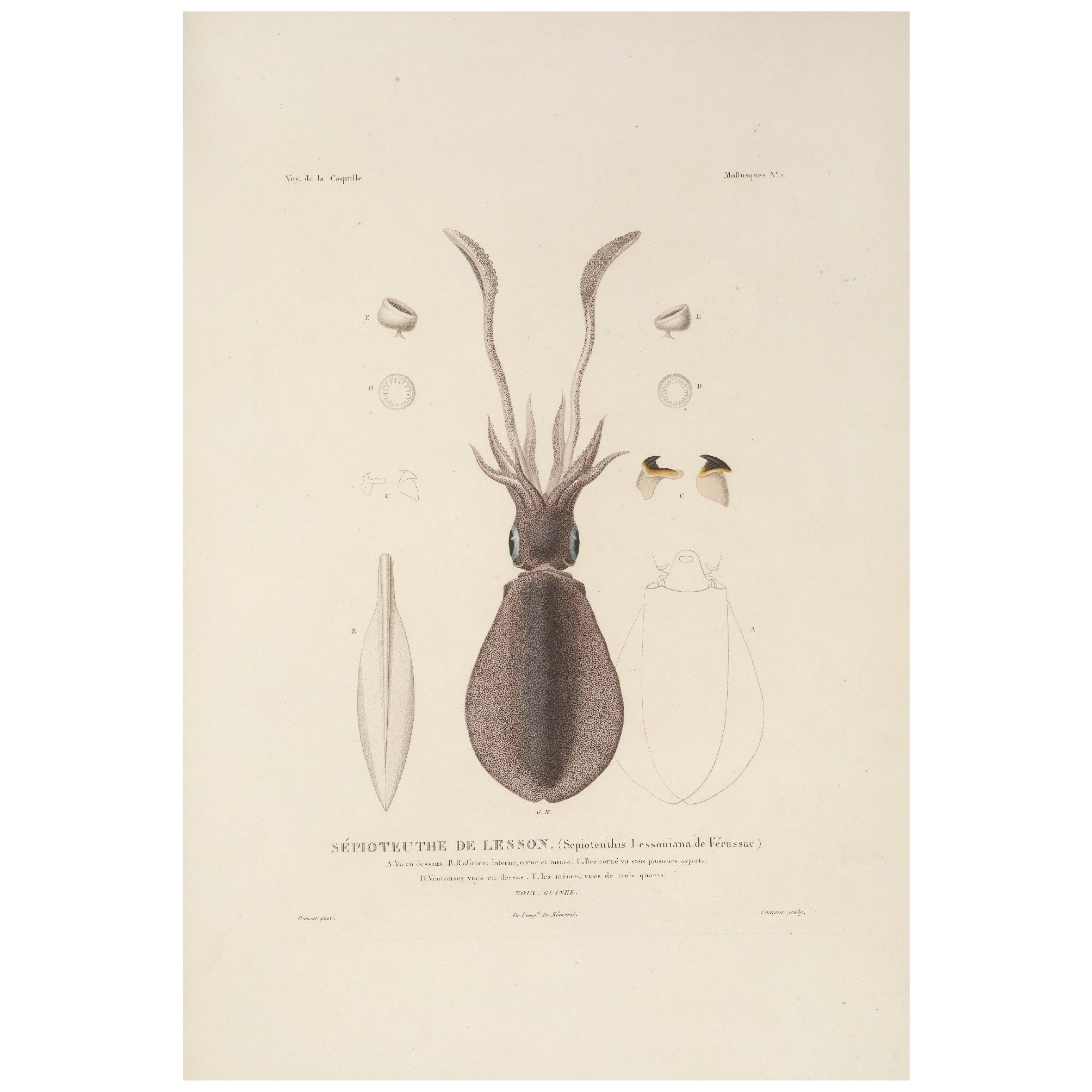 Decorative "Mollusques" by Voyage de la Coquille Poster | High - Quality Print | Repositionable Adhesive - Pasquín Store