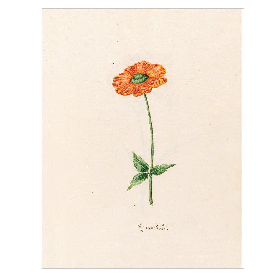 Decorative "Ranünculüs (1692)" by Magdelena Rosina Funck Poster | High - Quality Print | Repositionable Adhesive - Pasquín