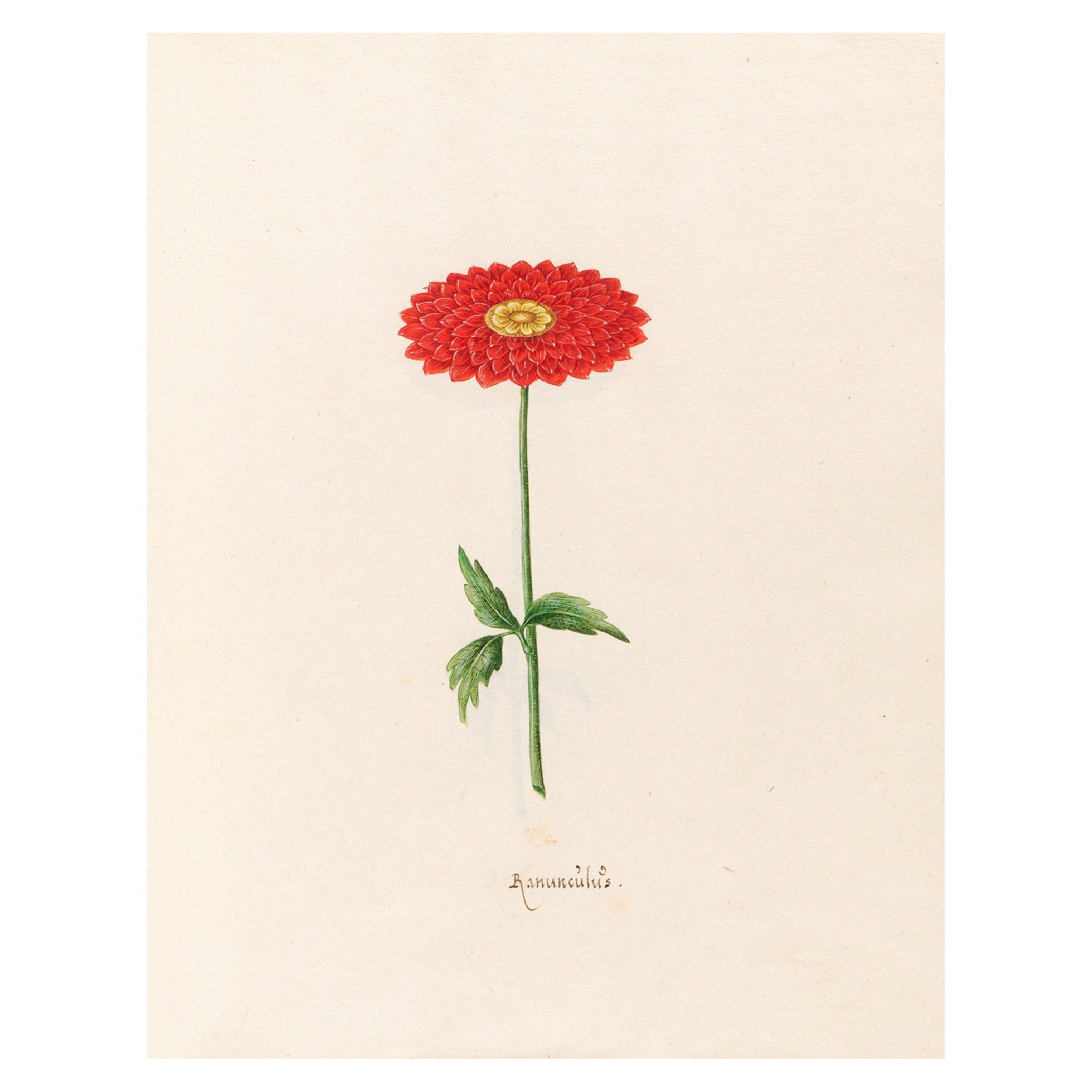 Decorative "Ranünculüs (1692)" by Magdelena Rosina Funck Poster | High - Quality Print | Repositionable Adhesive - Pasquín