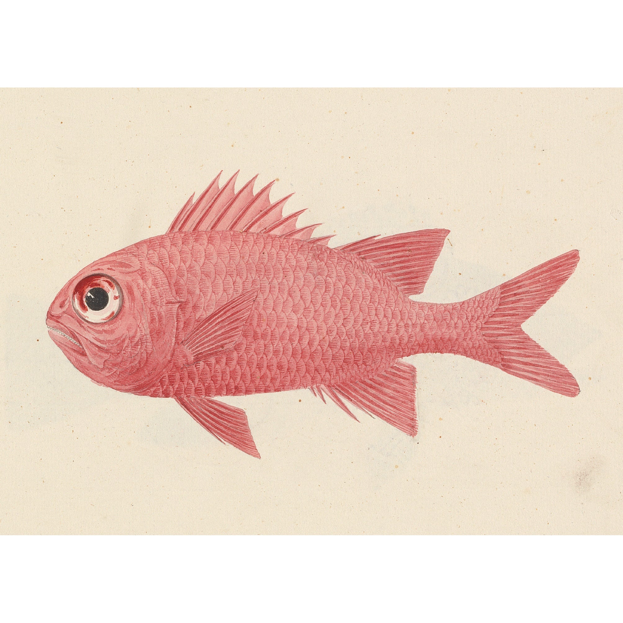 Decorative "Red Fish" by Luigi Balugani Poster | High - Quality Print | Repositionable Adhesive - Pasquín Store