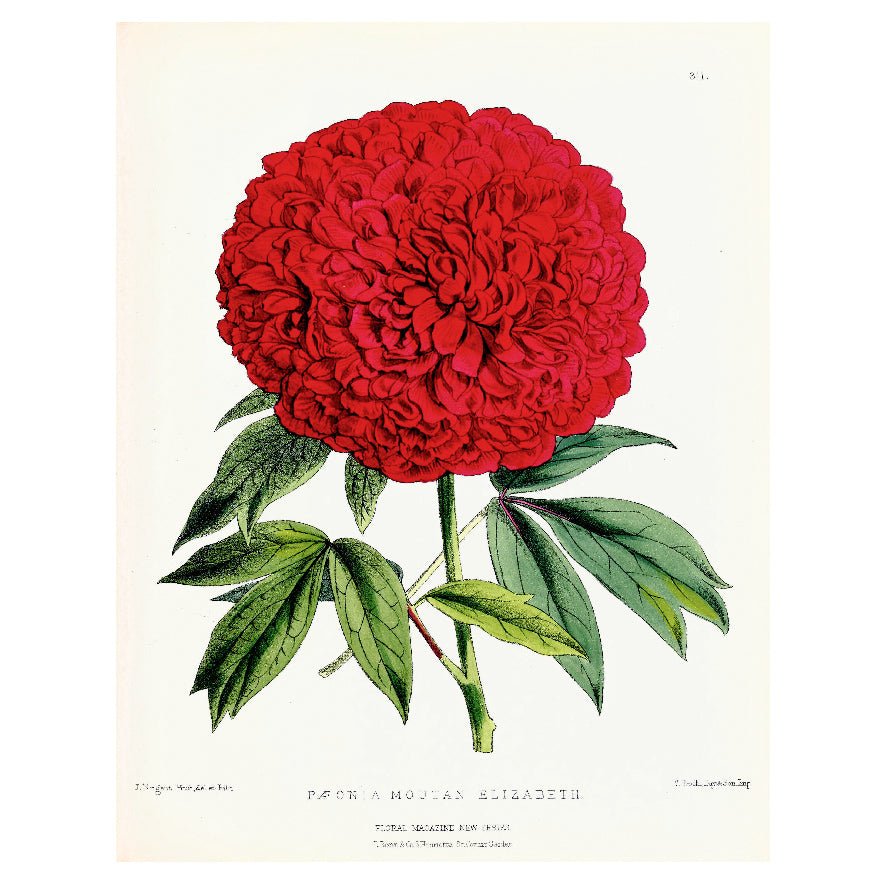 Decorative "Red Peony (1861 - 1881)" by John N. Worthington Poster | High - Quality Print | Repositionable Adhesive - Pasquín