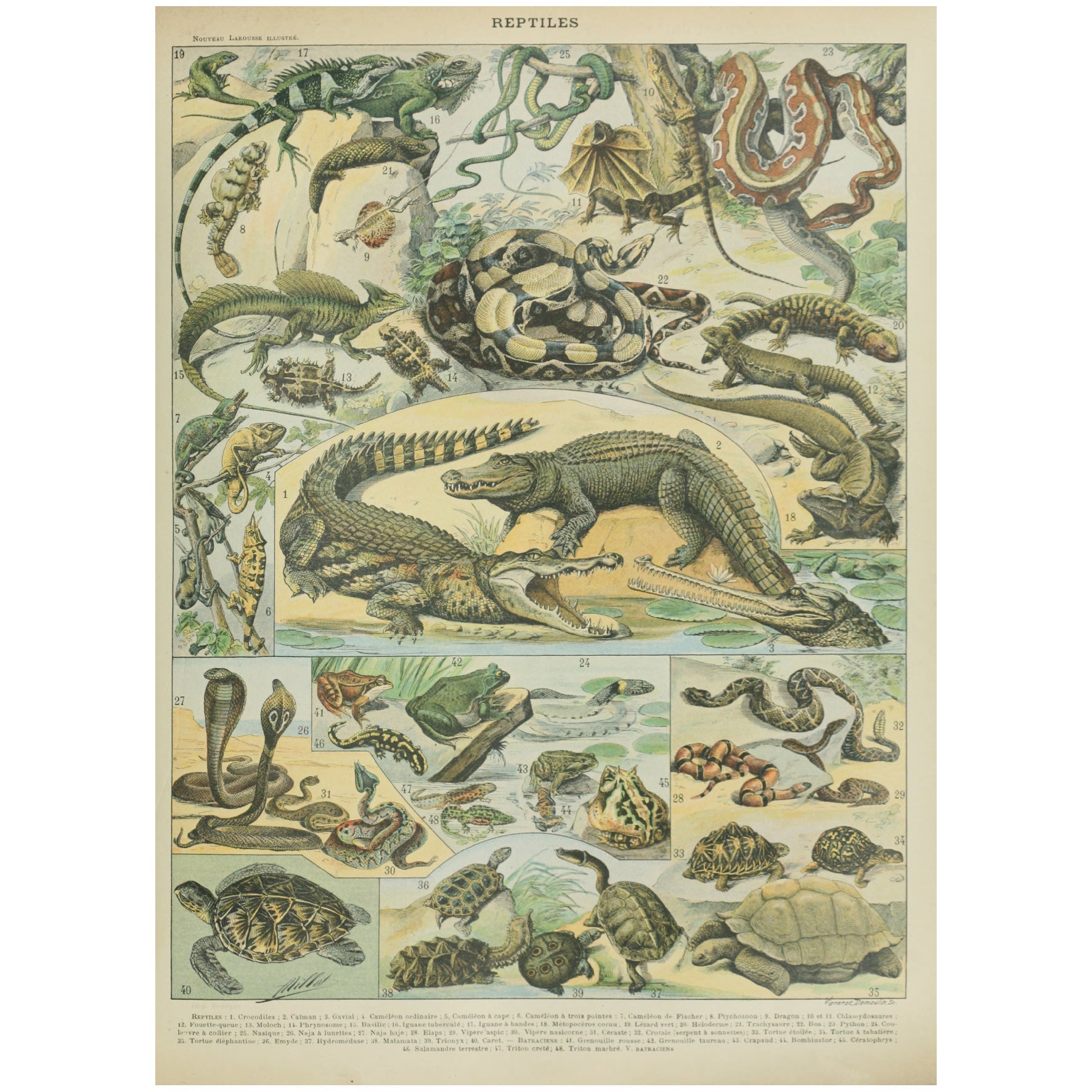 Decorative "Reptiles" by Larousse Poster | High - Quality Print | Repositionable Adhesive - Pasquín