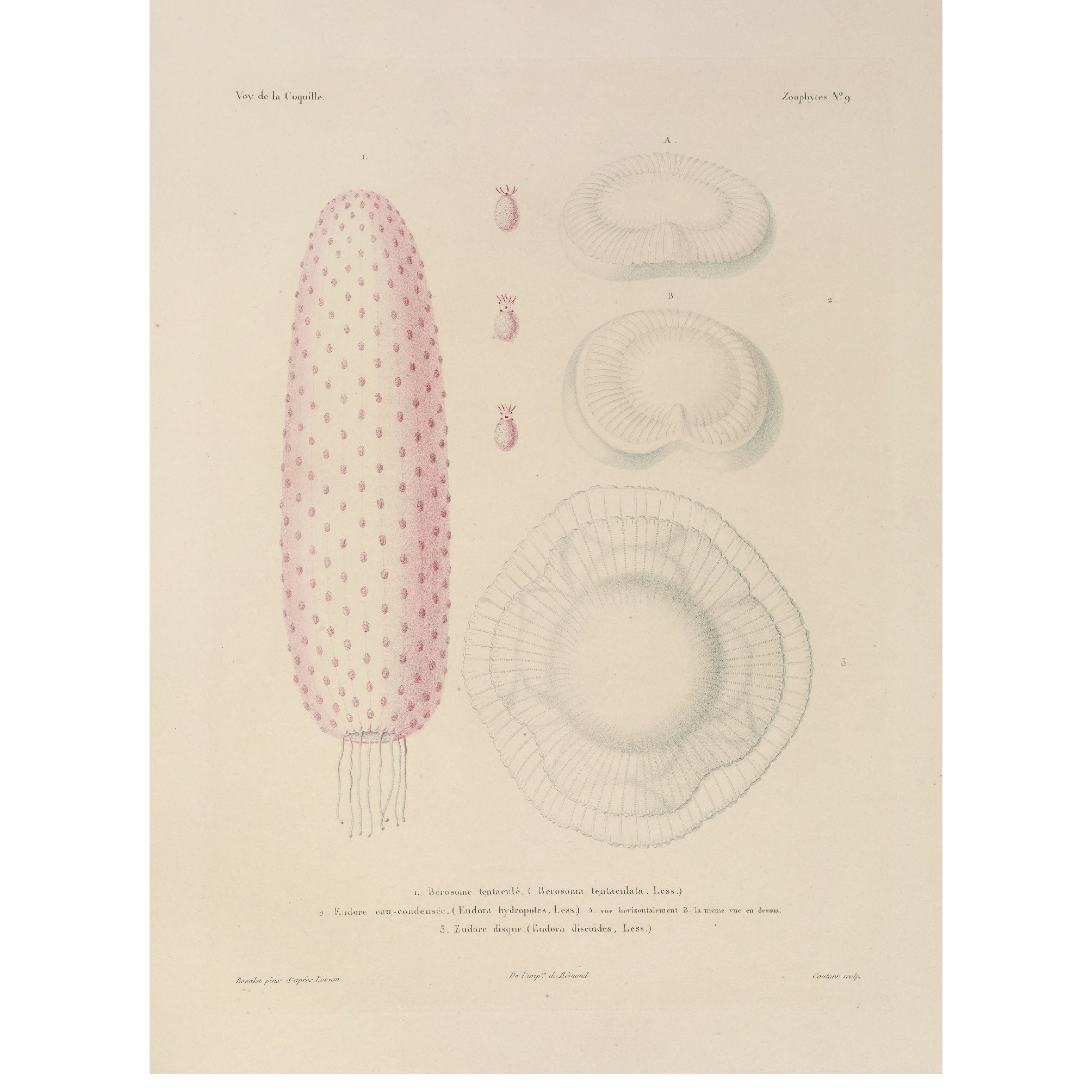 Decorative "Sea Tentacles" by Voyage de la Coquille Poster | High - Quality Print | Repositionable Adhesive - Pasquín Store