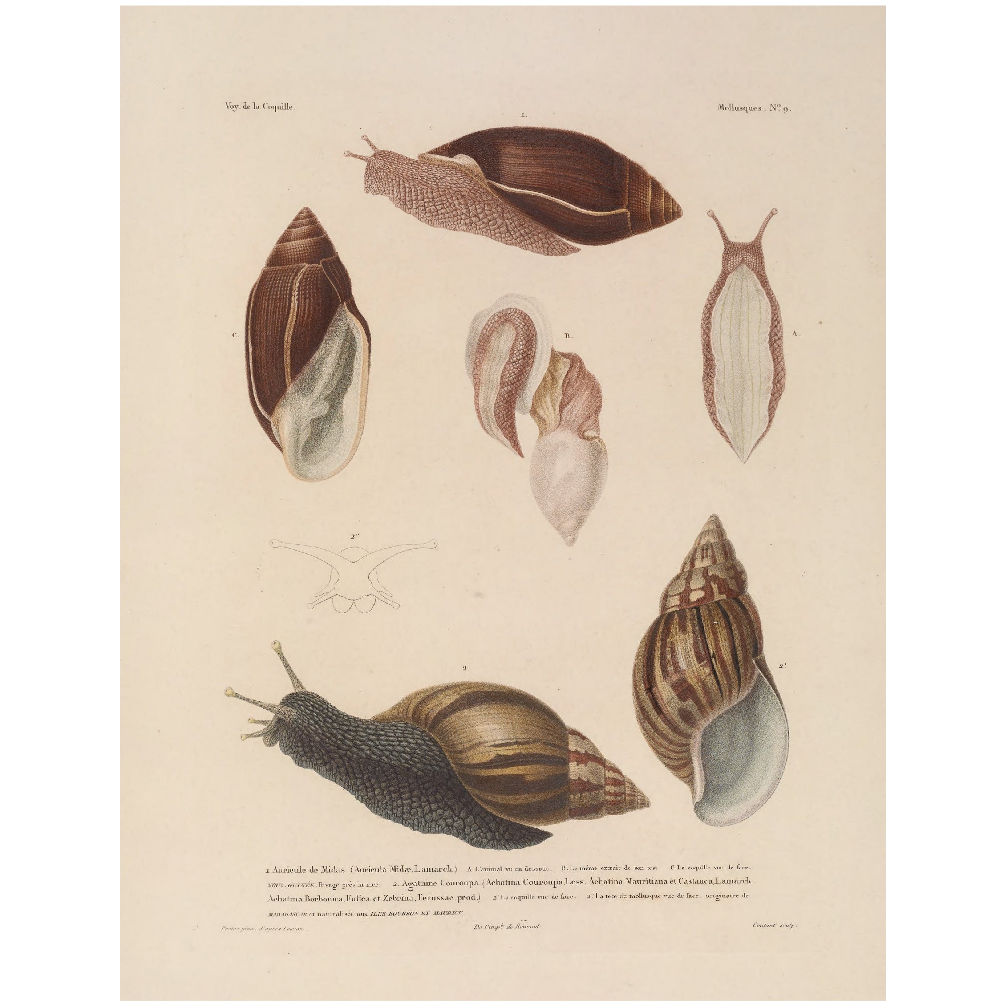 Decorative "Shell" by Voyage de la Coquille Poster | High - Quality Print | Repositionable Adhesive - Pasquín Store