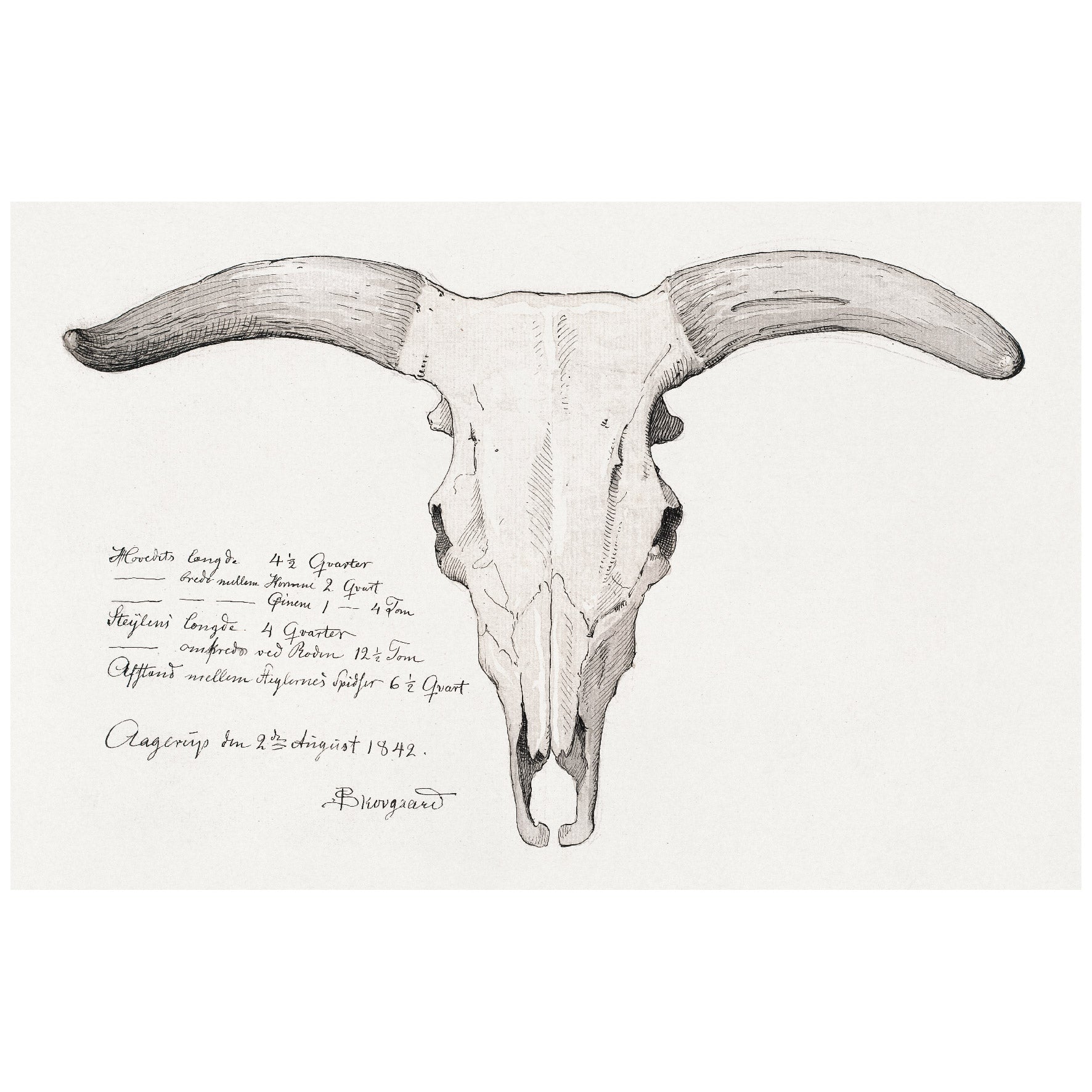 Decorative "Skull of a Cow (1842)" by P.C. Skovgaard Poster | High - Quality Print | Repositionable Adhesive - Pasquín