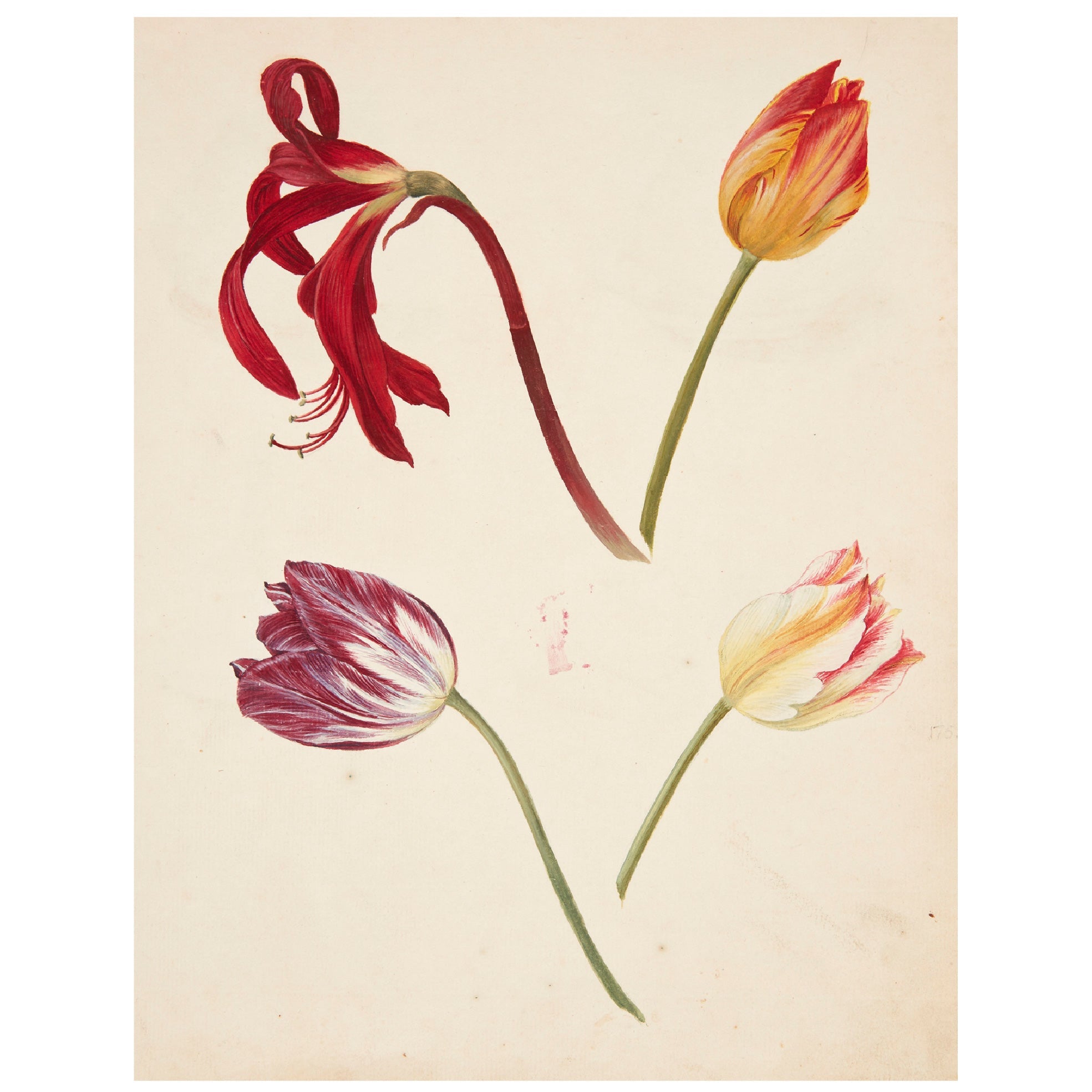 Decorative "Studie af Tulipaner" by Johanna Fosie Poster | High - Quality Print | Repositionable Adhesive - Pasquín