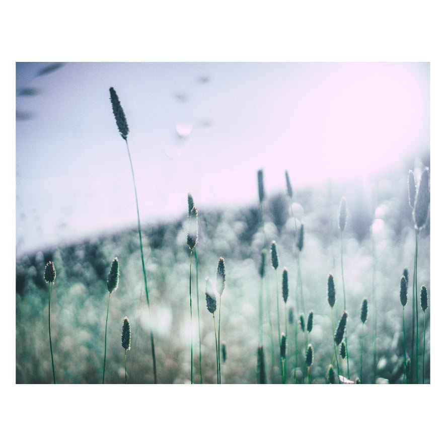 Decorative "Tall Grass and Plants Grow in a Field" Poster | High - Quality Print | Repositionable Adhesive - Pasquín