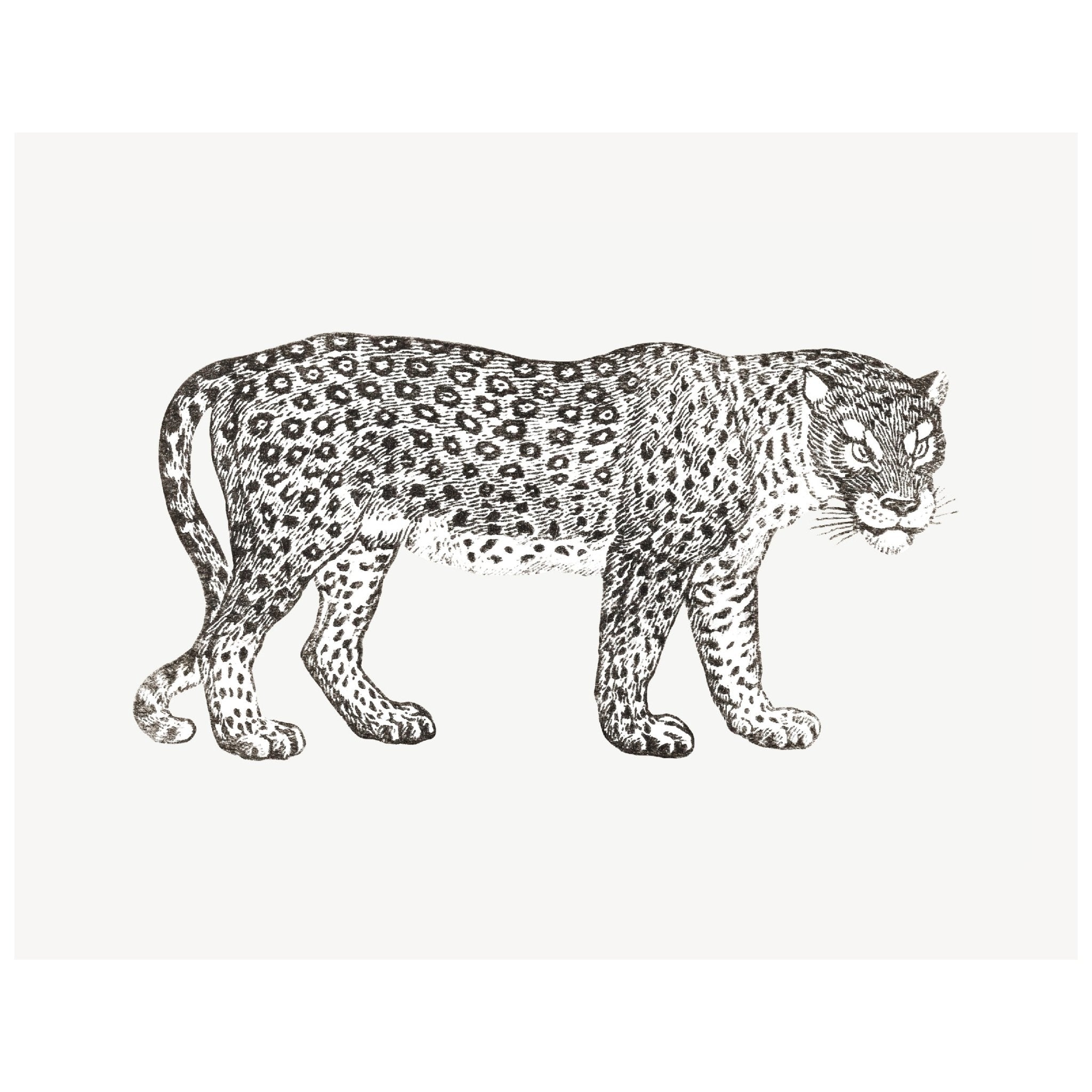 Decorative "The Leopard (Panthera pardus)" Poster | High - Quality Print | Repositionable Adhesive - Pasquín