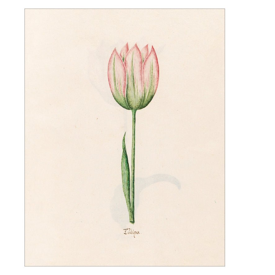 Decorative "Tülipa (1692)" by Magdelena Rosina Funck Poster | High - Quality Print | Repositionable Adhesive - Pasquín