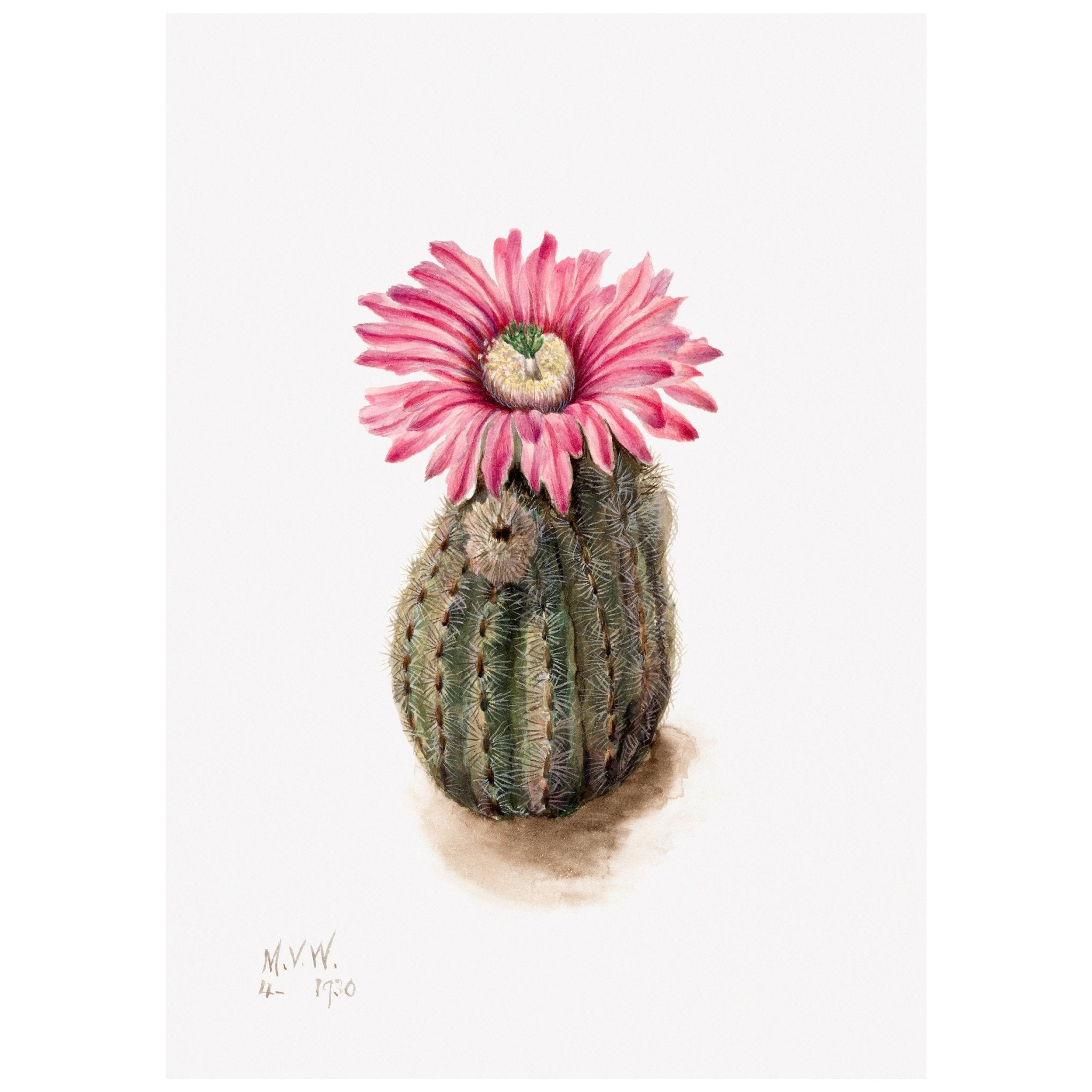 Decorative "Turkeyhead Cactus" (1930) by Mary Vaux Walcott Poster | High - Quality Print | Repositionable Adhesive - Pasquín