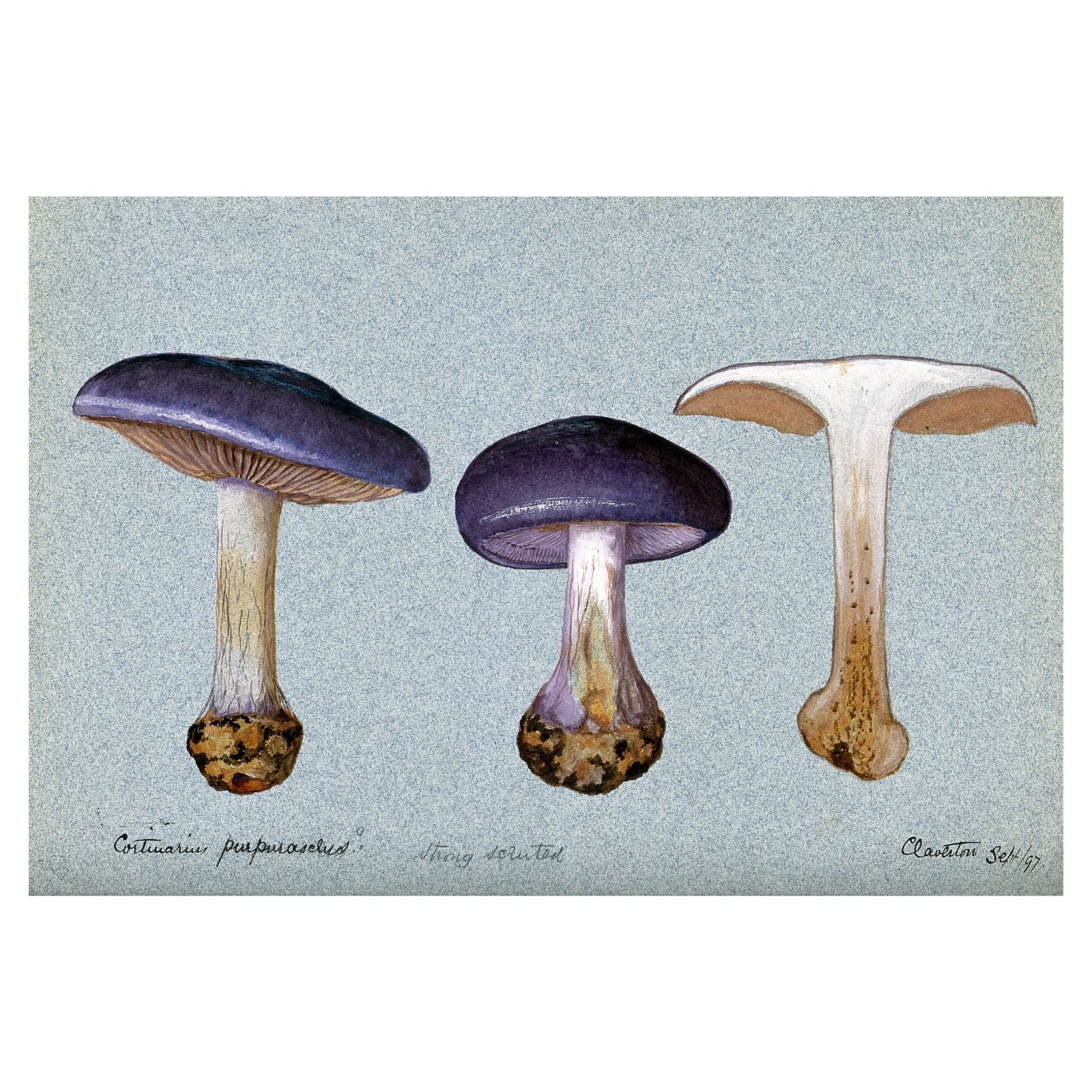 Handmade "A Fungus Cortinarius Purpurascens (1897)" Poster | High - Quality Print | Repositionable Adhesive - Pasquín Store