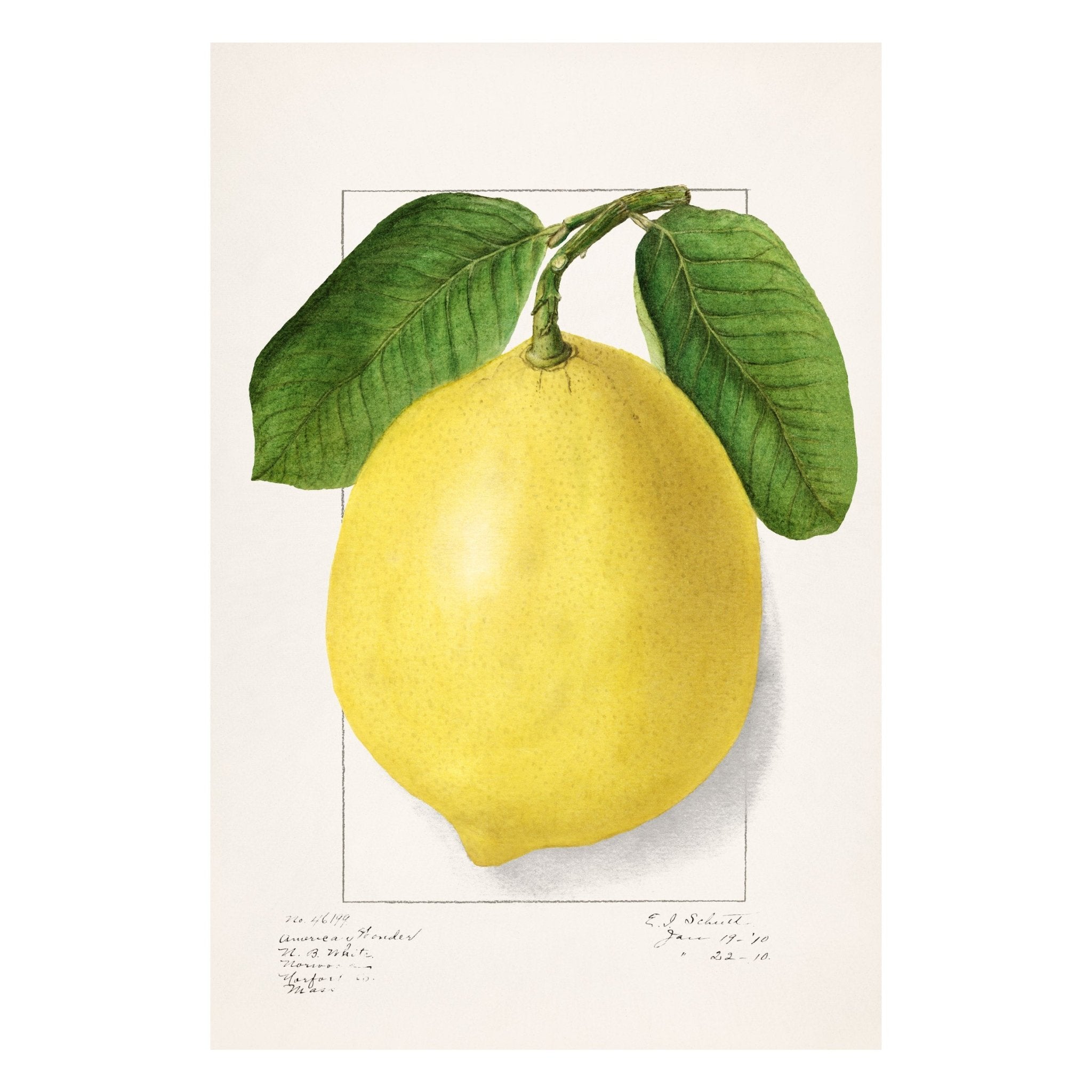 Handmade "Amalfi Giant Lemon" by E. Smith Poster | High - Quality Print | Repositionable Adhesive - Pasquín Store