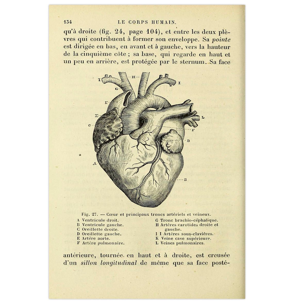 Handmade "Anatomy of the Heart" Poster | High - Quality Print | Repositionable Adhesive - Pasquín Store