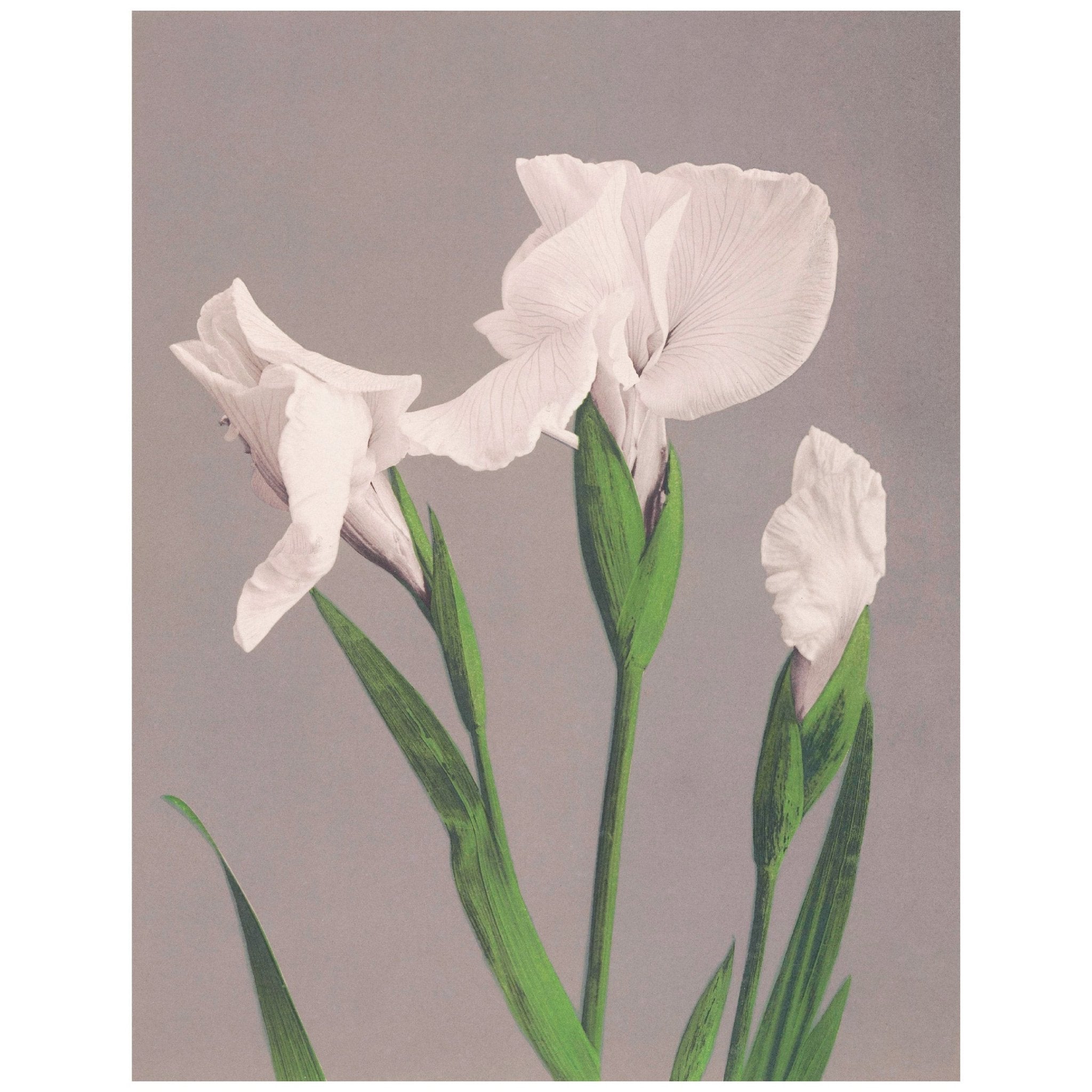 Handmade "Beautiful White Irises (1887–1897)" by Ogawa Kazumasa Poster | High - Quality Print | Repositionable Adhesive - Pasquín Store