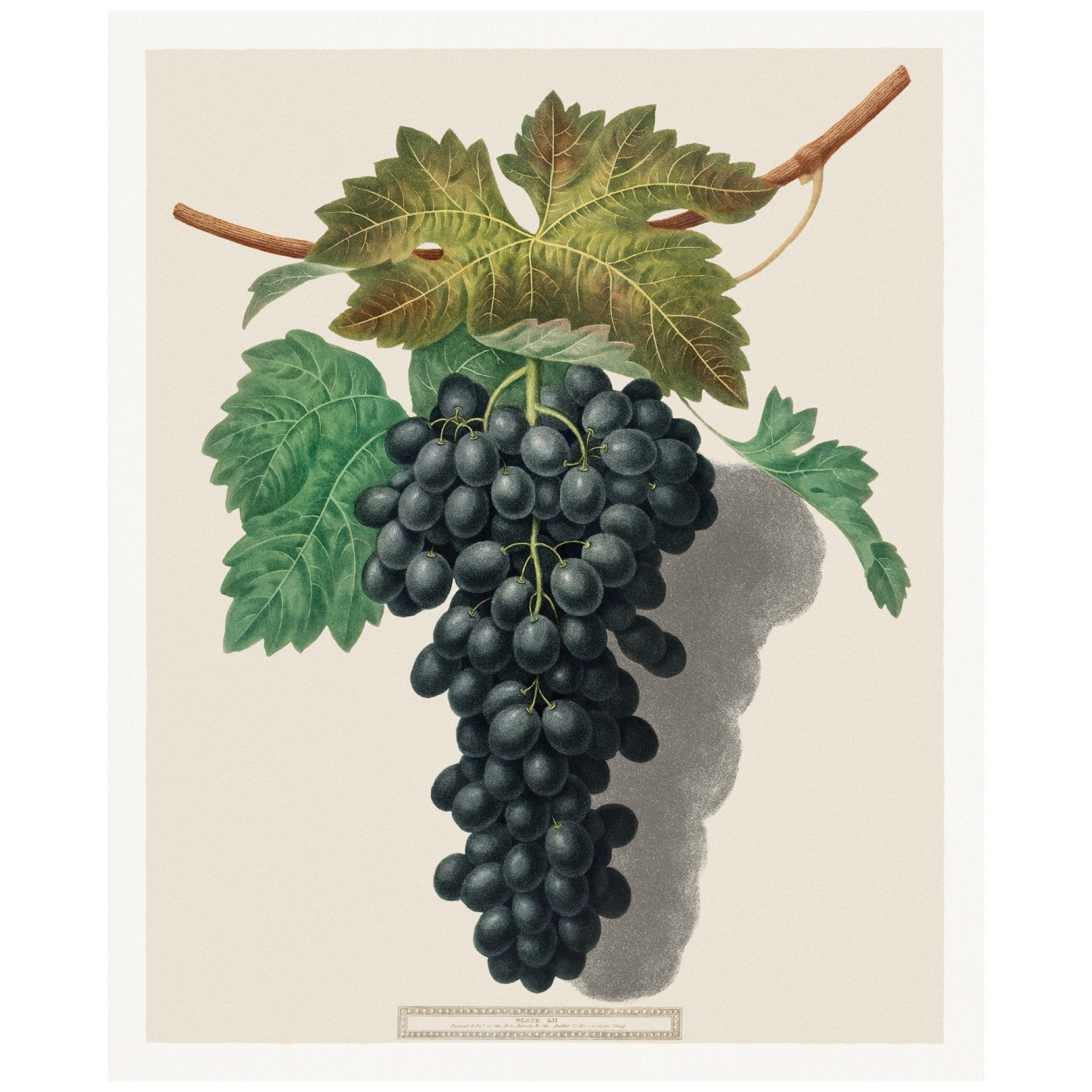 Handmade "Black Prince Grape (1809)" by George Brookshaw Newton Poster | High - Quality Print | Repositionable Adhesive - Pasquín Store