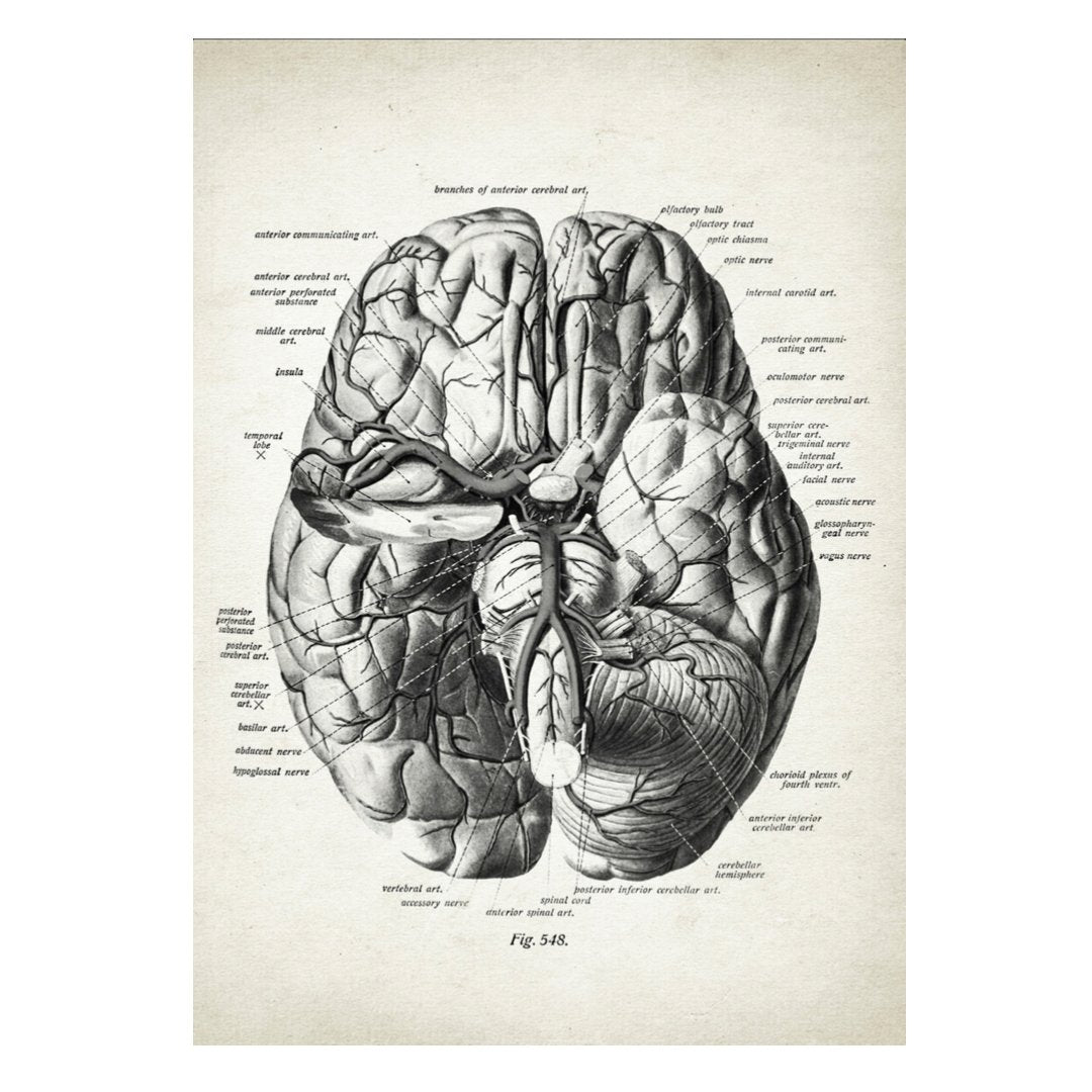 Handmade "Brain Anatomy" Poster | High - Quality Print | Repositionable Adhesive - Pasquín Store