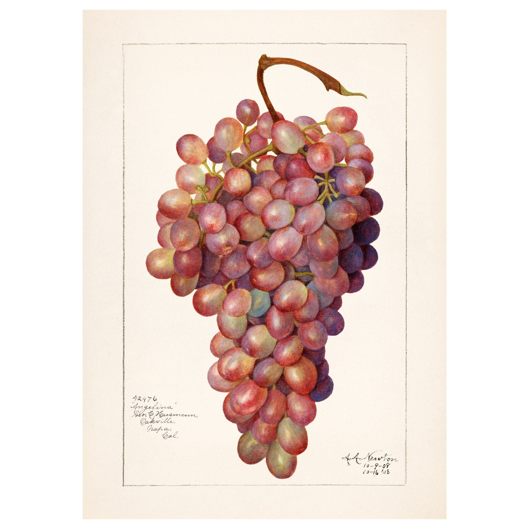 Handmade "Bunch of Grapes" Poster | High - Quality Print | Repositionable Adhesive - Pasquín Store