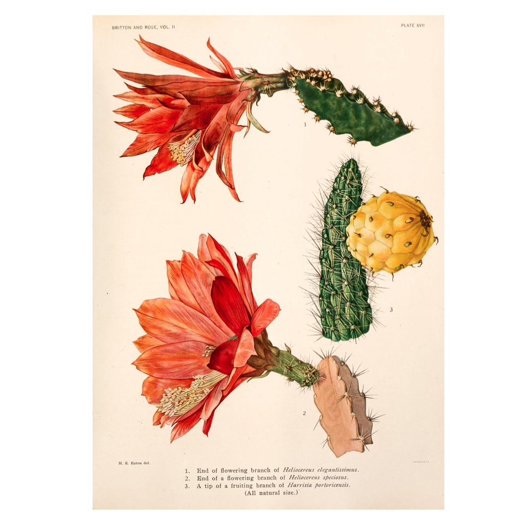 Handmade "Cactus and Red Flower" by M. E. Eaton Poster | High - Quality Print | Repositionable Adhesive - Pasquín Store