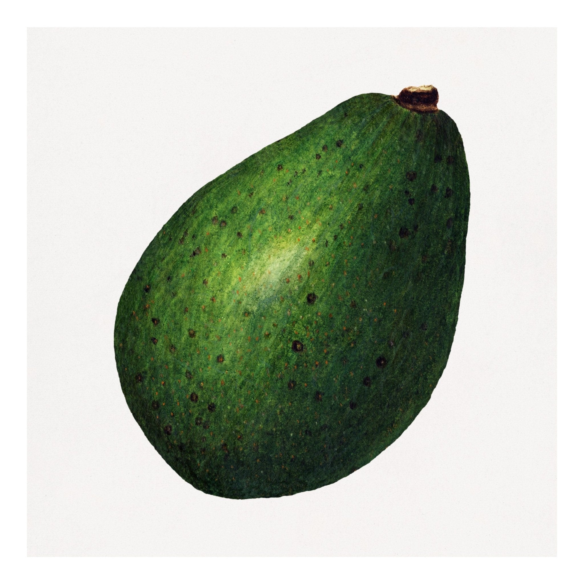 Handmade "Fresh Whole Avocado" Poster | High - Quality Print | Repositionable Adhesive - Pasquín Store