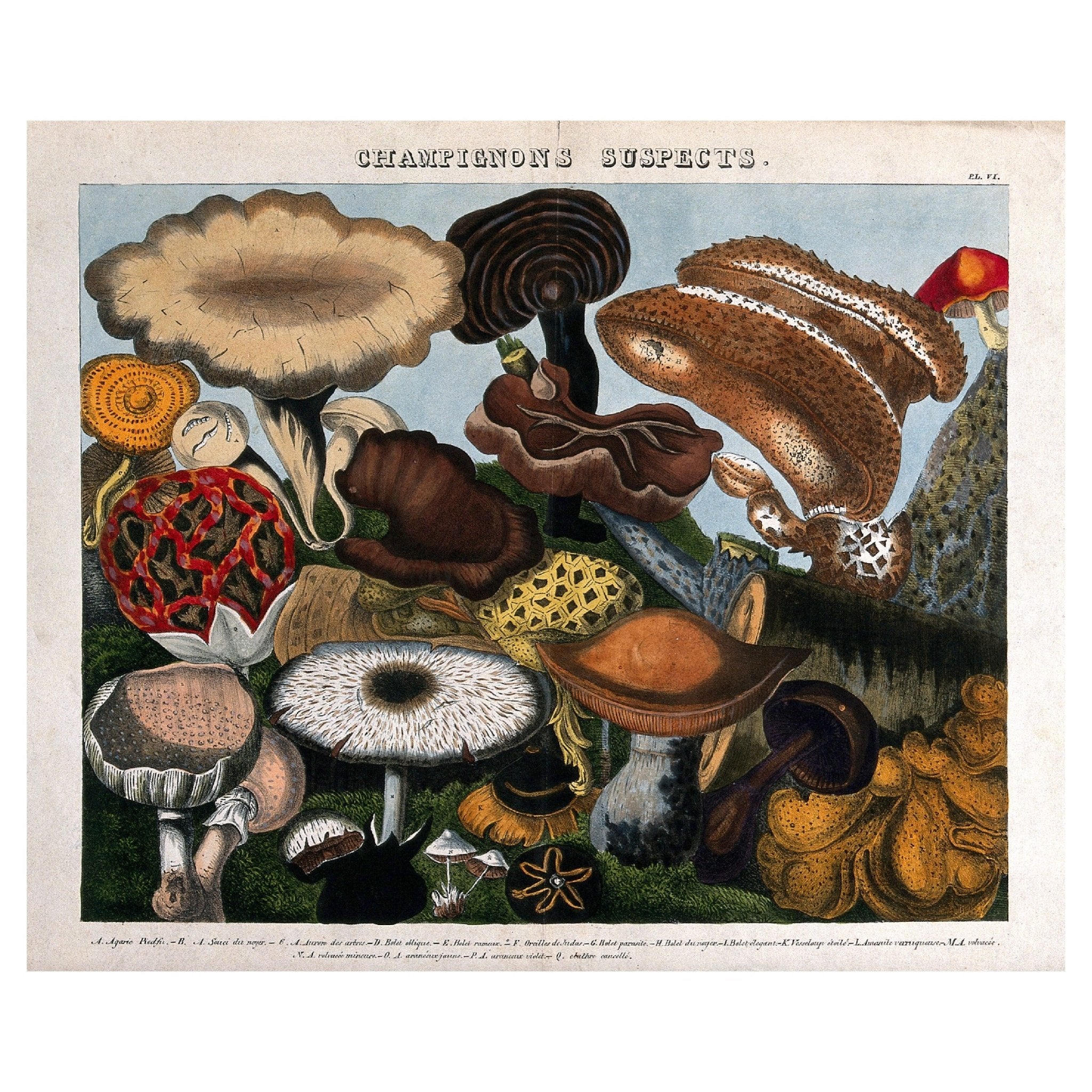 Handmade "Fungi: 16 Species" Poster | High - Quality Print | Repositionable Adhesive - Pasquín Store