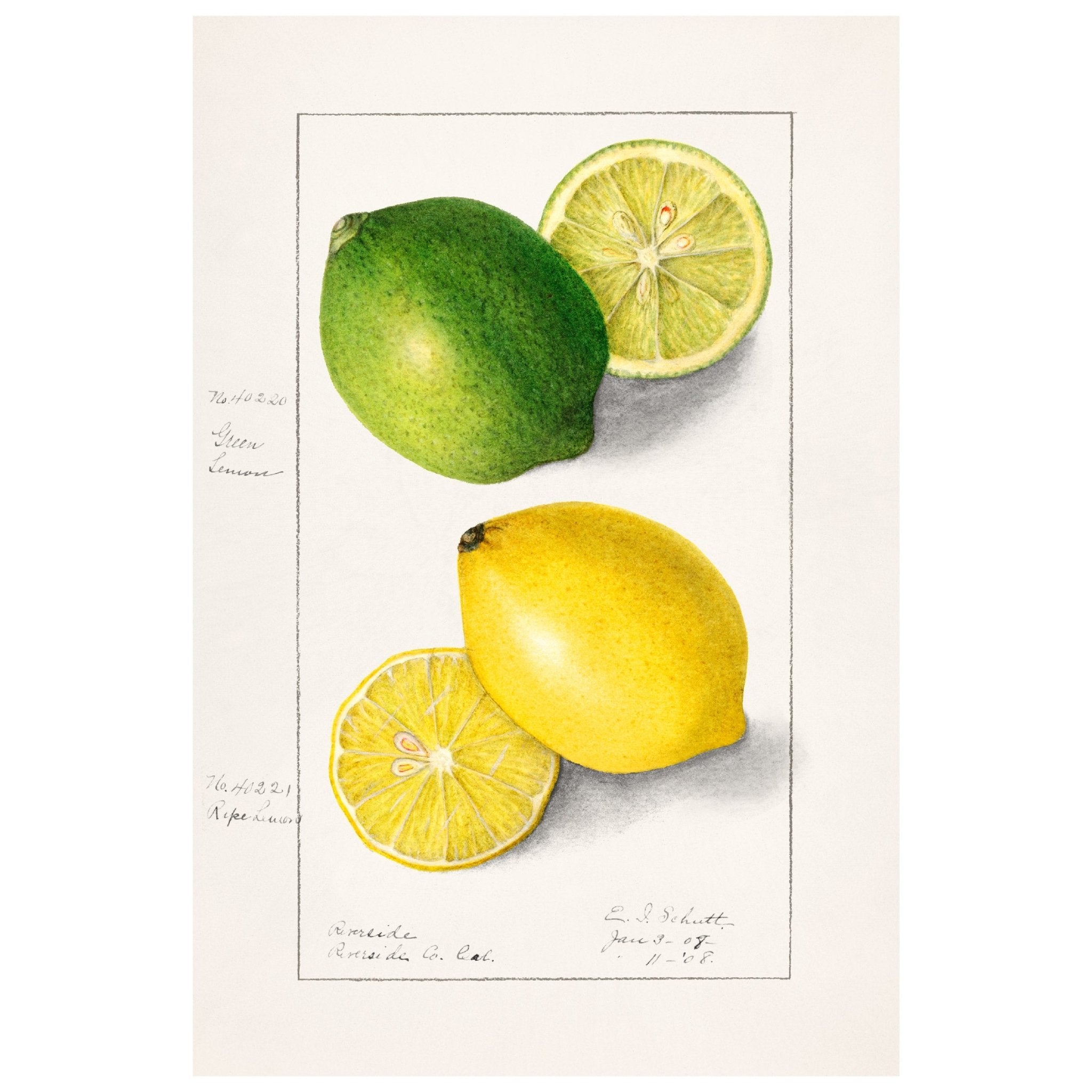 Handmade "Green and Yellow Lemon (1907)" by E.E. Schutt Poster | High - Quality Print | Repositionable Adhesive - Pasquín Store