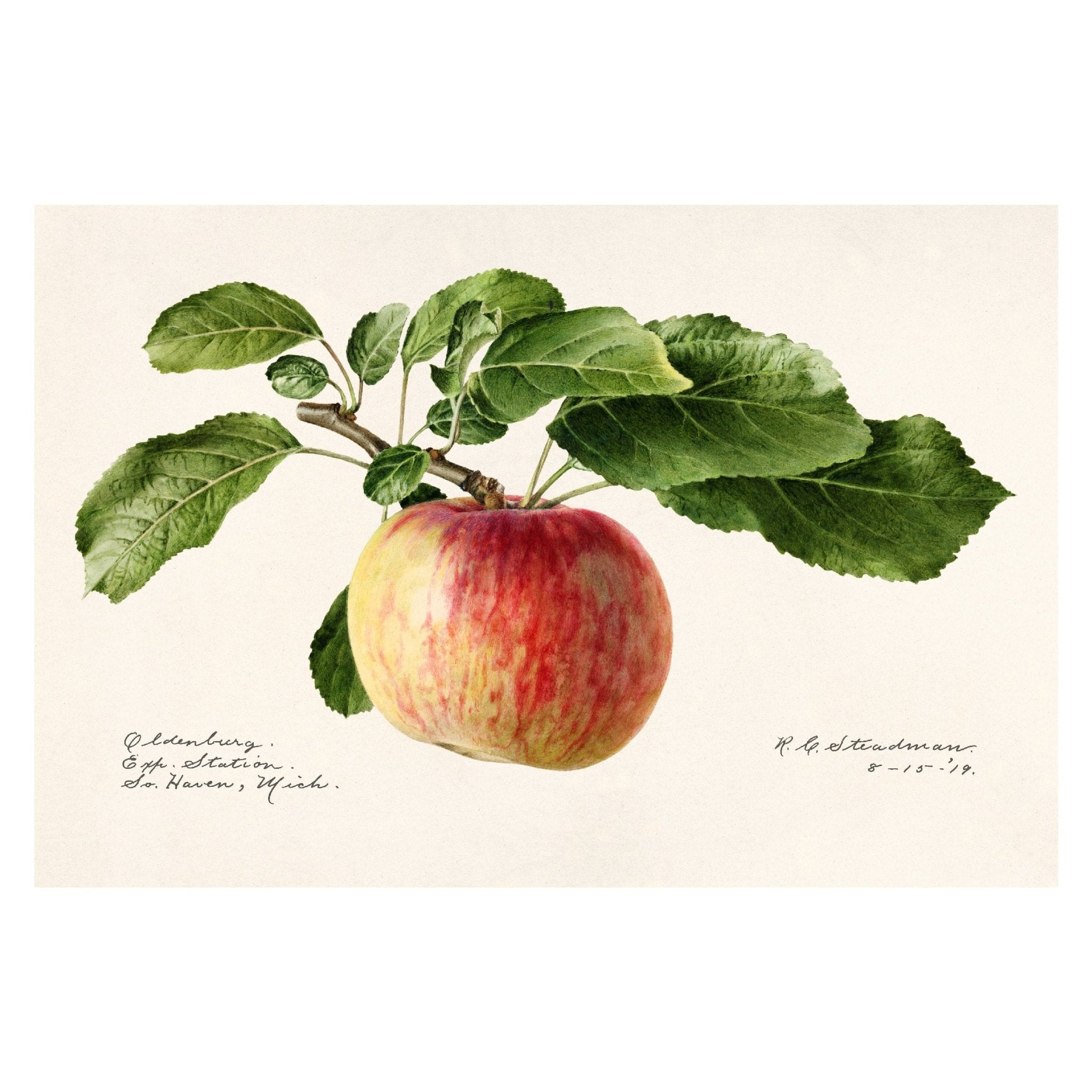 Handmade "Oldenburg Apple (1919)" by R.G. Steadman Poster | High - Quality Print | Repositionable Adhesive - Pasquín Store